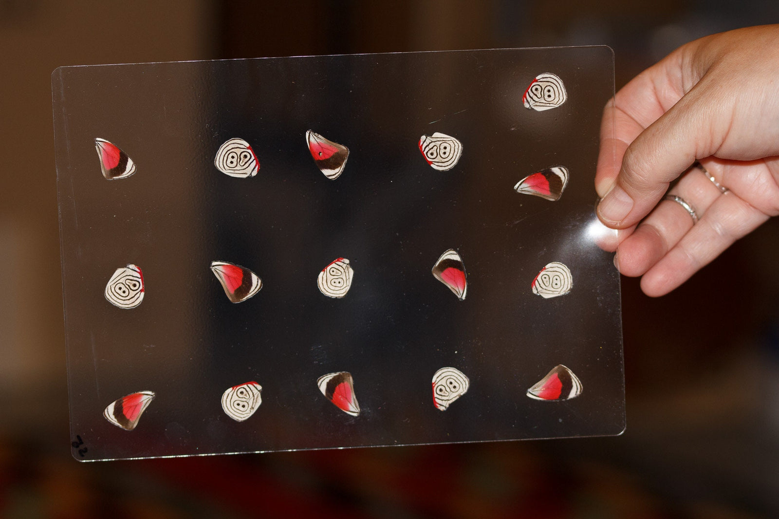 Butterfly Wings GLOSSY LAMINATED SHEET Real Ethically Sourced Specimens Moths Butterflies Wings for Art -- S5