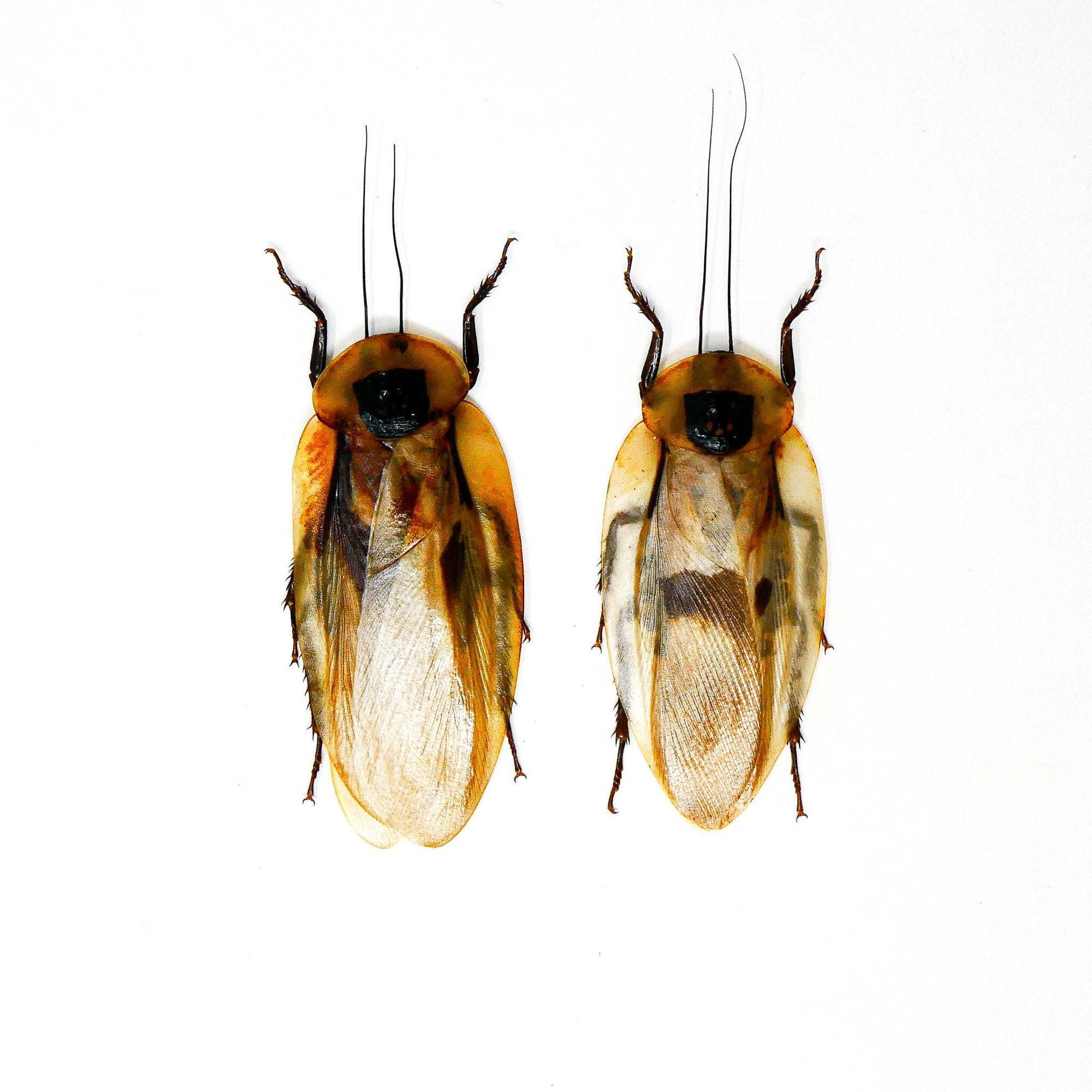 TWO (2) Giant Cave Cockroaches (Blaberus giganteus) A1 Ethically Sourced Entomology Specimens