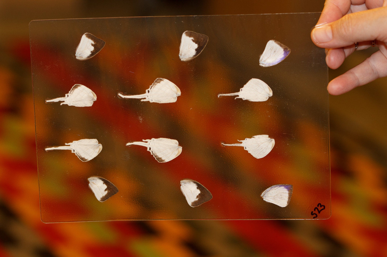 Butterfly Wings GLOSSY LAMINATED SHEET Real Ethically Sourced Specimens Moths Butterflies Wings for Art -- S23