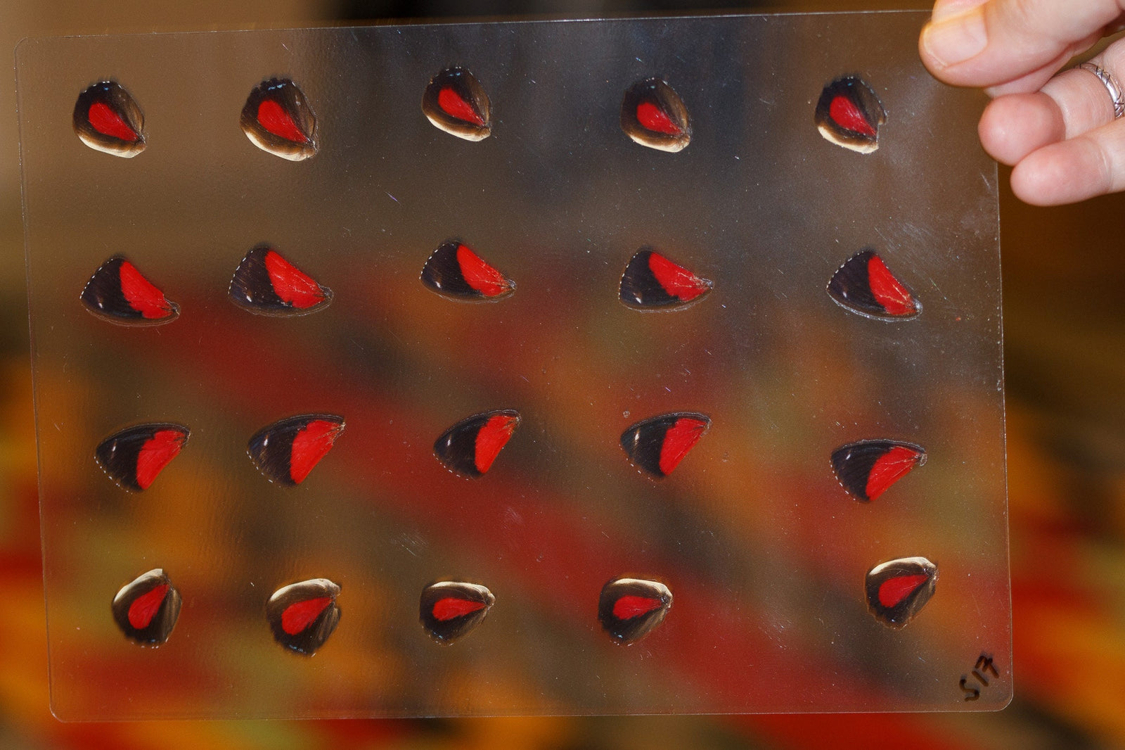 Butterfly Wings GLOSSY LAMINATED SHEET Real Ethically Sourced Specimens Moths Butterflies Wings for Art -- S17