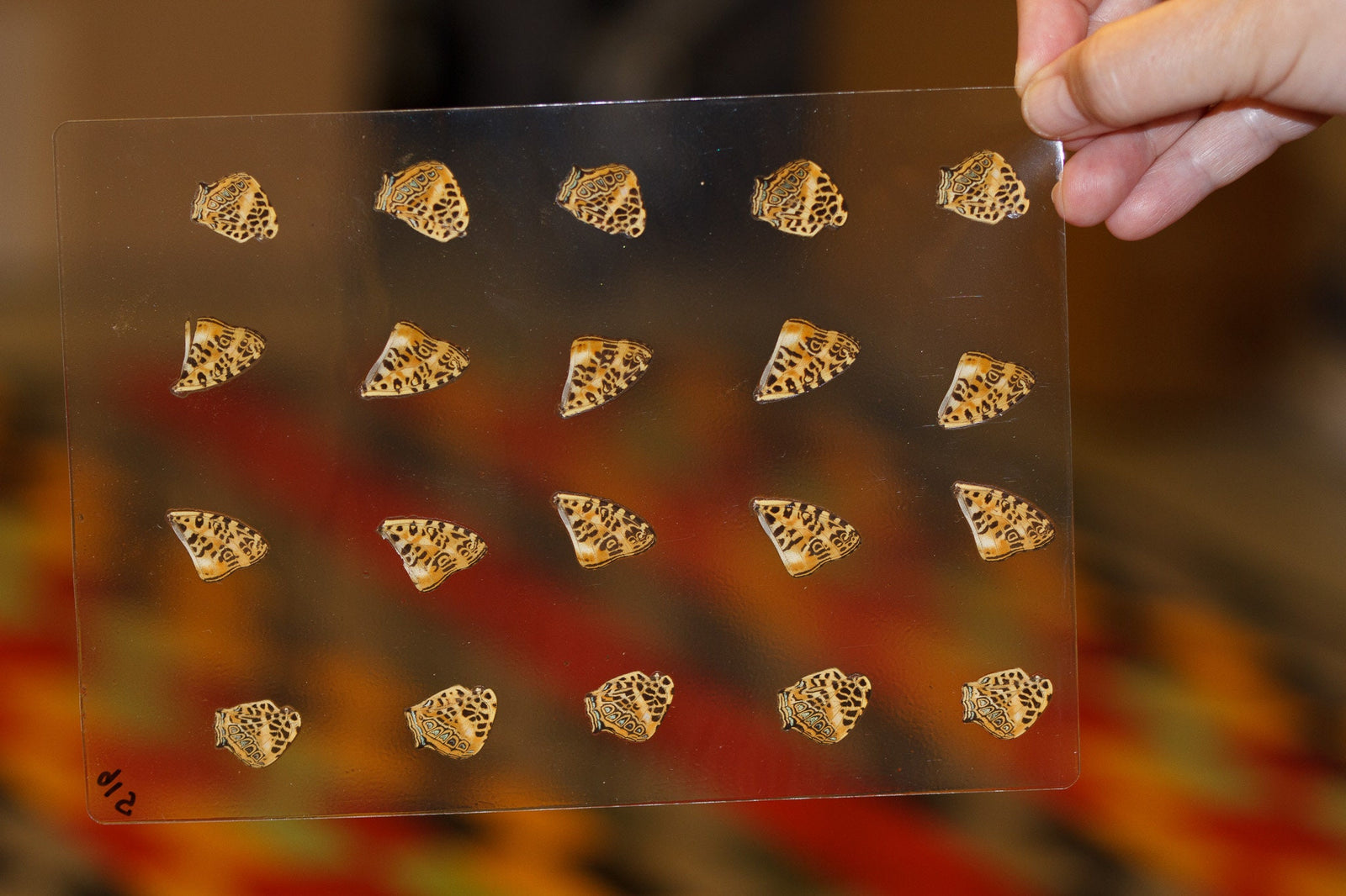 Butterfly Wings GLOSSY LAMINATED SHEET Real Ethically Sourced Specimens Moths Butterflies Wings for Art -- S16