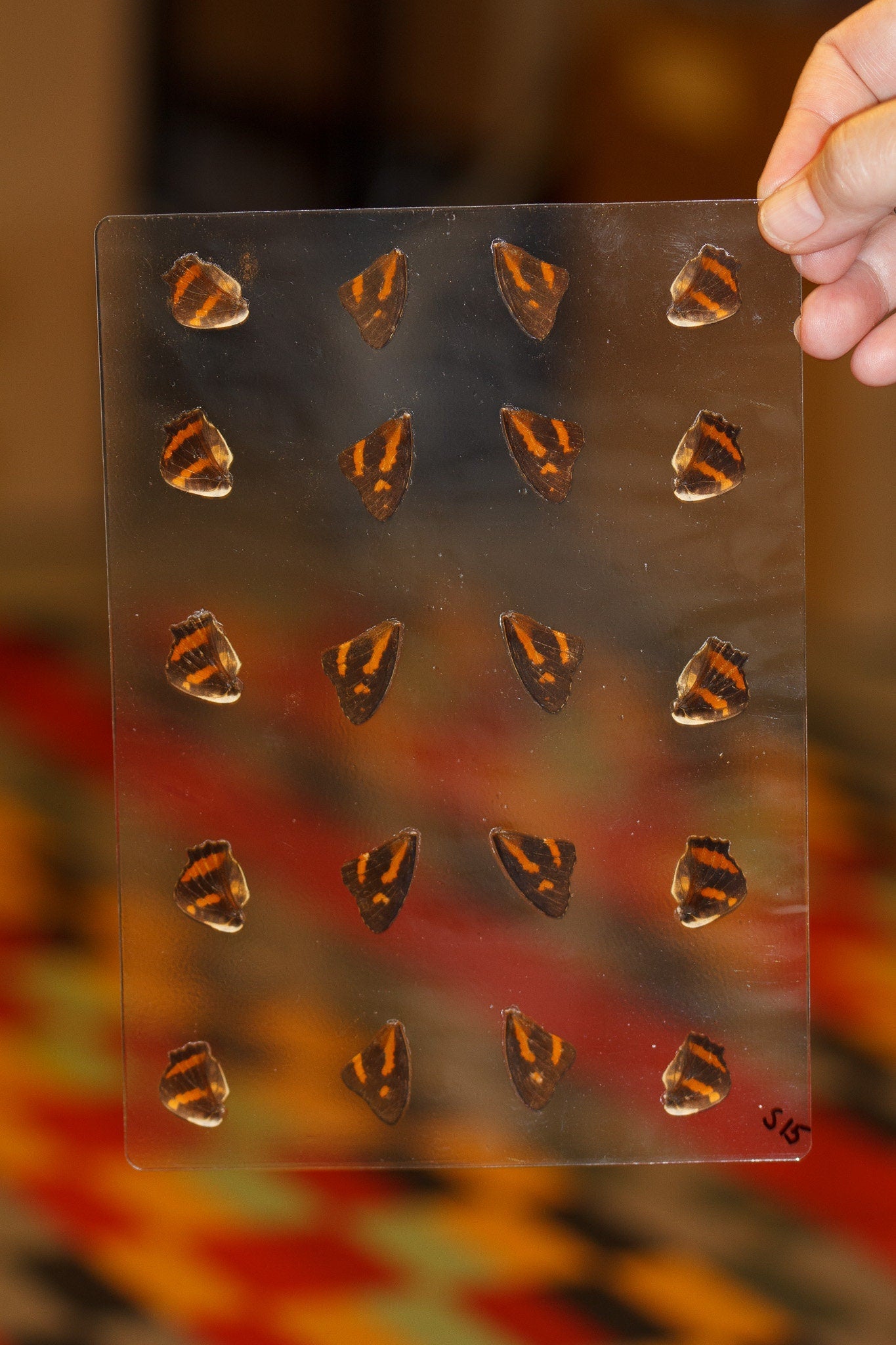 Butterfly Wings GLOSSY LAMINATED SHEET Real Ethically Sourced Specimens Moths Butterflies Wings for Art -- S15