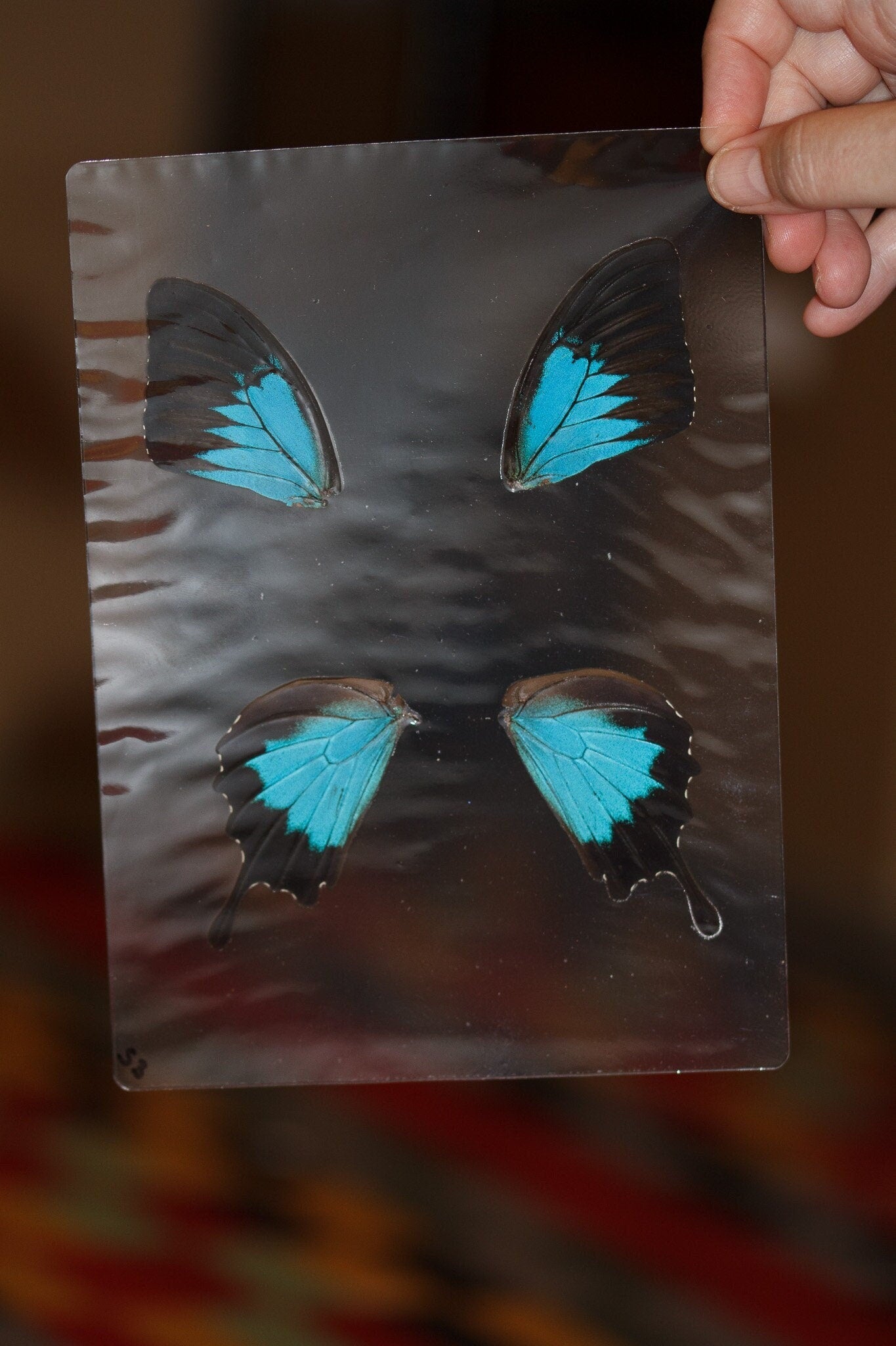 Butterfly Wings GLOSSY LAMINATED SHEET Real Ethically Sourced Specimens Moths Butterflies Wings for Art -- Papilio ulysses