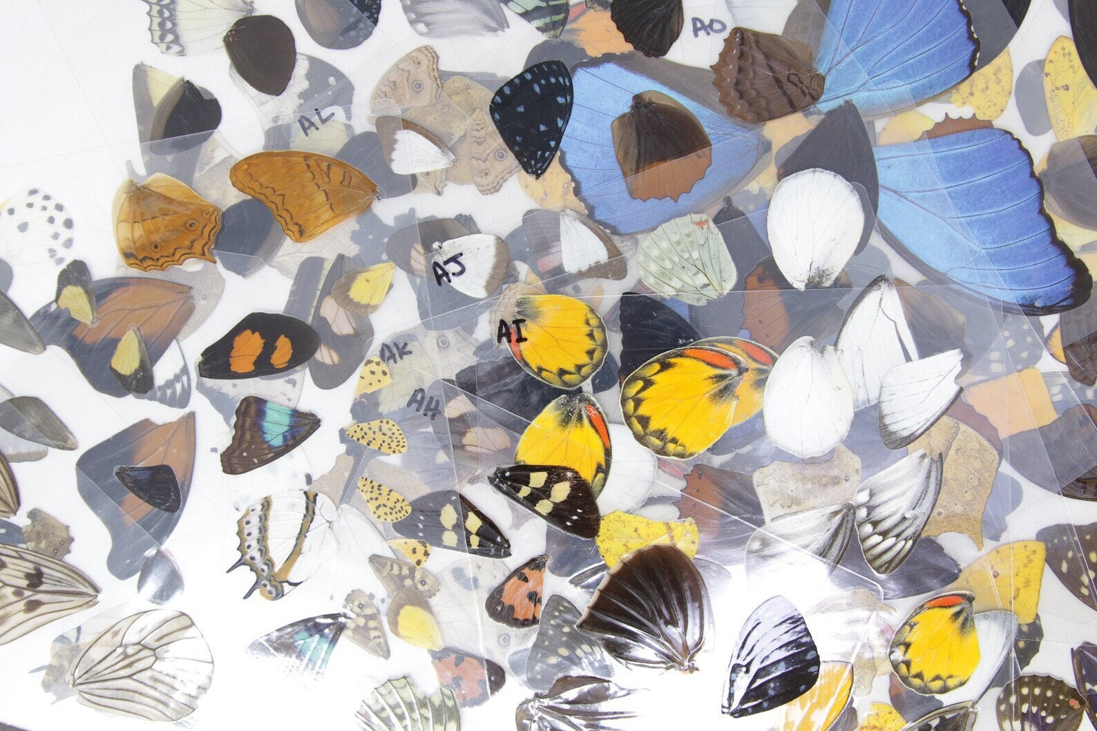 100 Sheets of Laminated Butterfly Wings, Ethically Sourced Specimens, Wings for Artistic Creation (100 Assorted Sheets) Bulk Wholesale