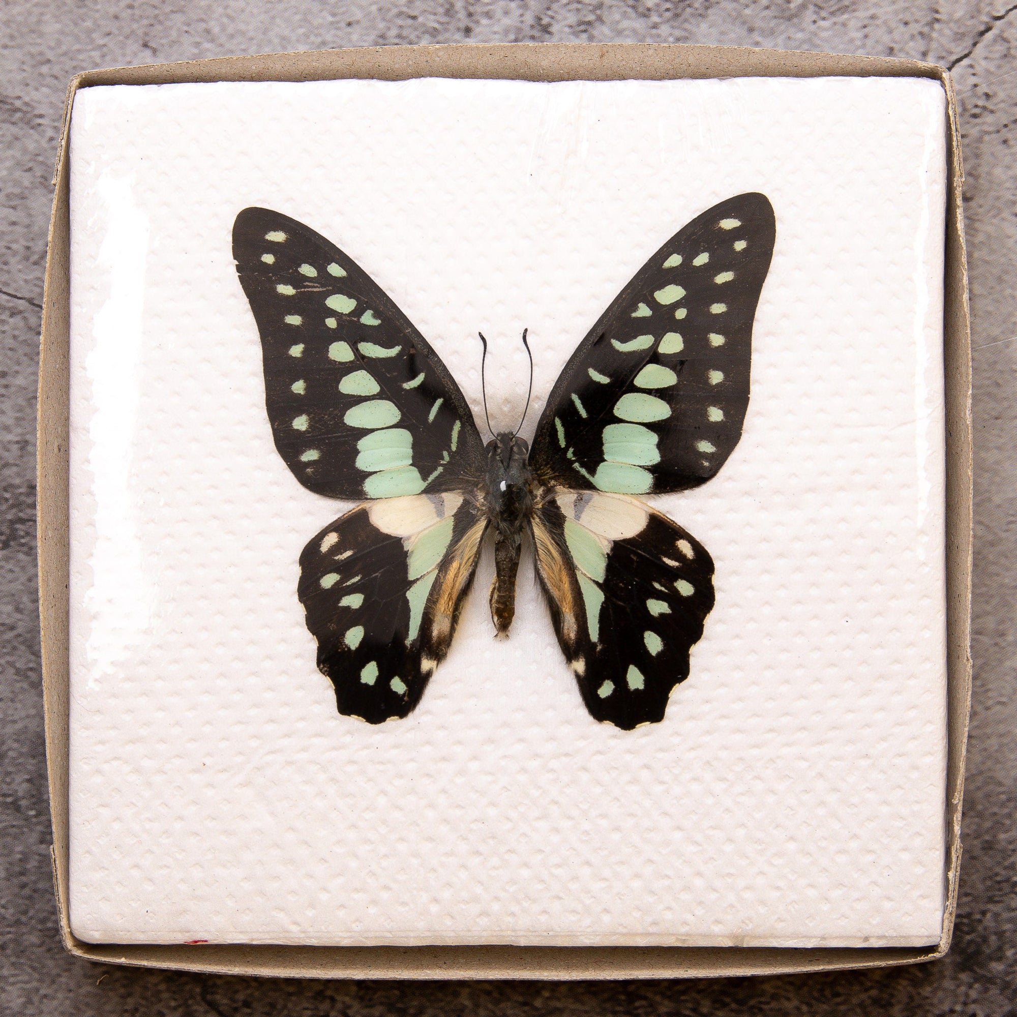 Pack of 2 Common Jay Butterflies (Graphium doson) WINGS-SPREAD, Ethically Sourced Preserved Specimens for Collecting & Artistic Creation