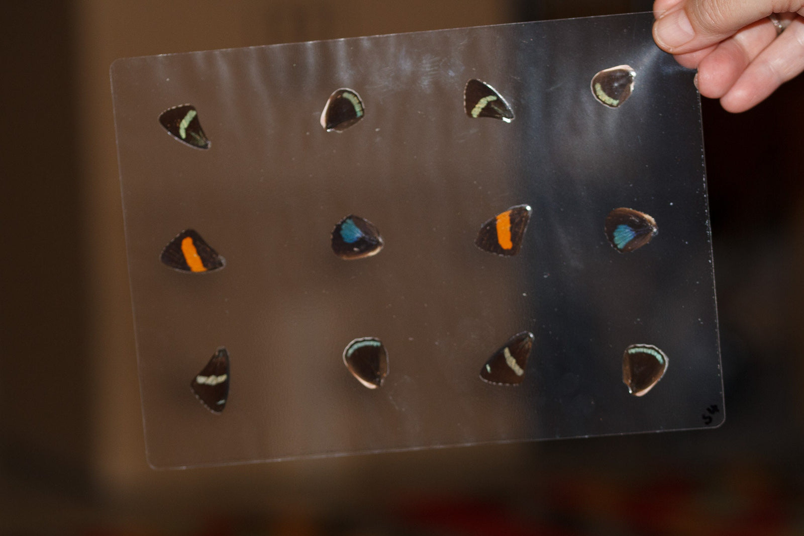 Butterfly Wings GLOSSY LAMINATED SHEET Real Ethically Sourced Specimens Moths Butterflies Wings for Art -- S4