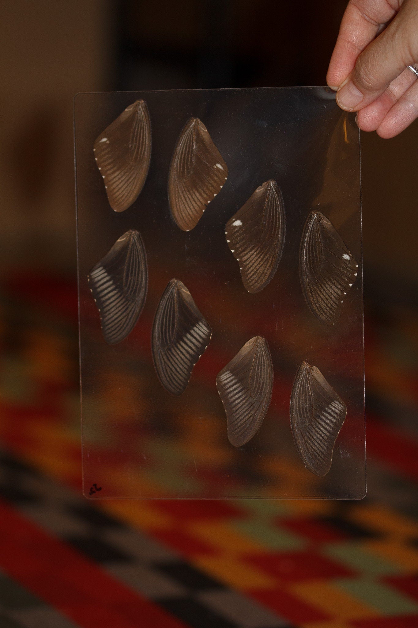 Butterfly Wings GLOSSY LAMINATED SHEET Real Ethically Sourced Specimens Moths Butterflies Wings for Art -- S2