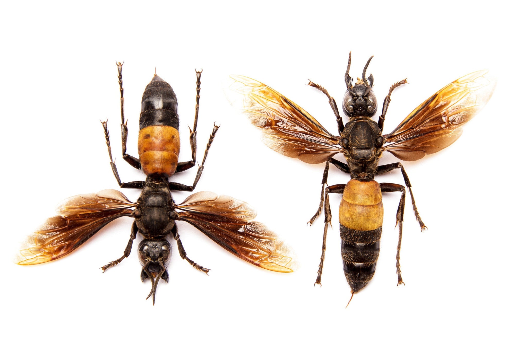 TWO (2) Trimeres Hornet | Vespa tropica TRIMERES | A1 Spread Insect Specimens Entomology Taxidermy