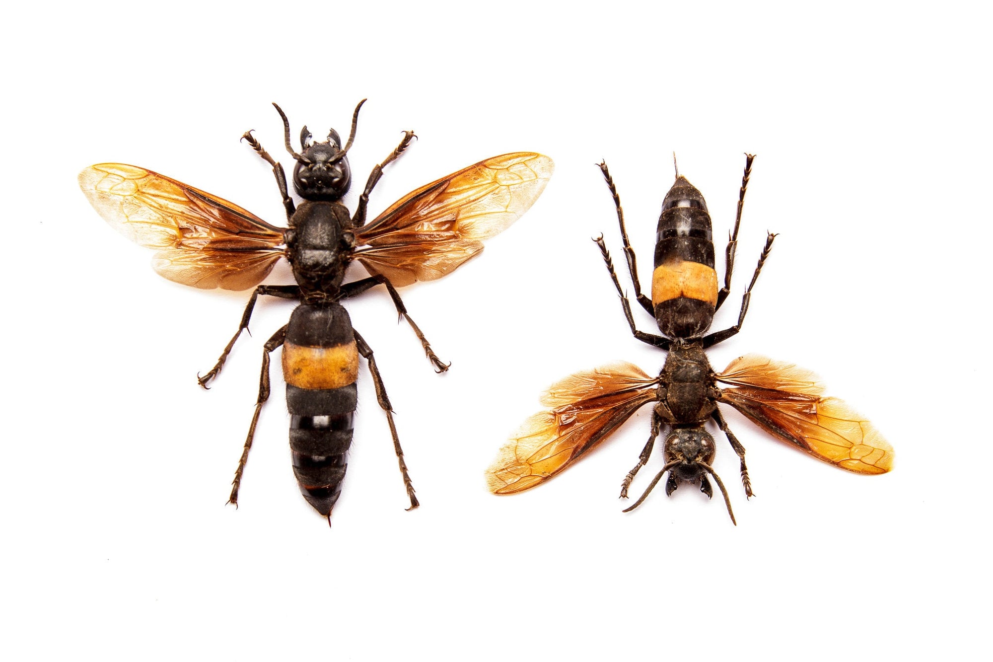 TWO (2) Greater Banded Hornets | Vespa tropica TROPICA | A1 Spread Insect Specimens Entomology Taxidermy