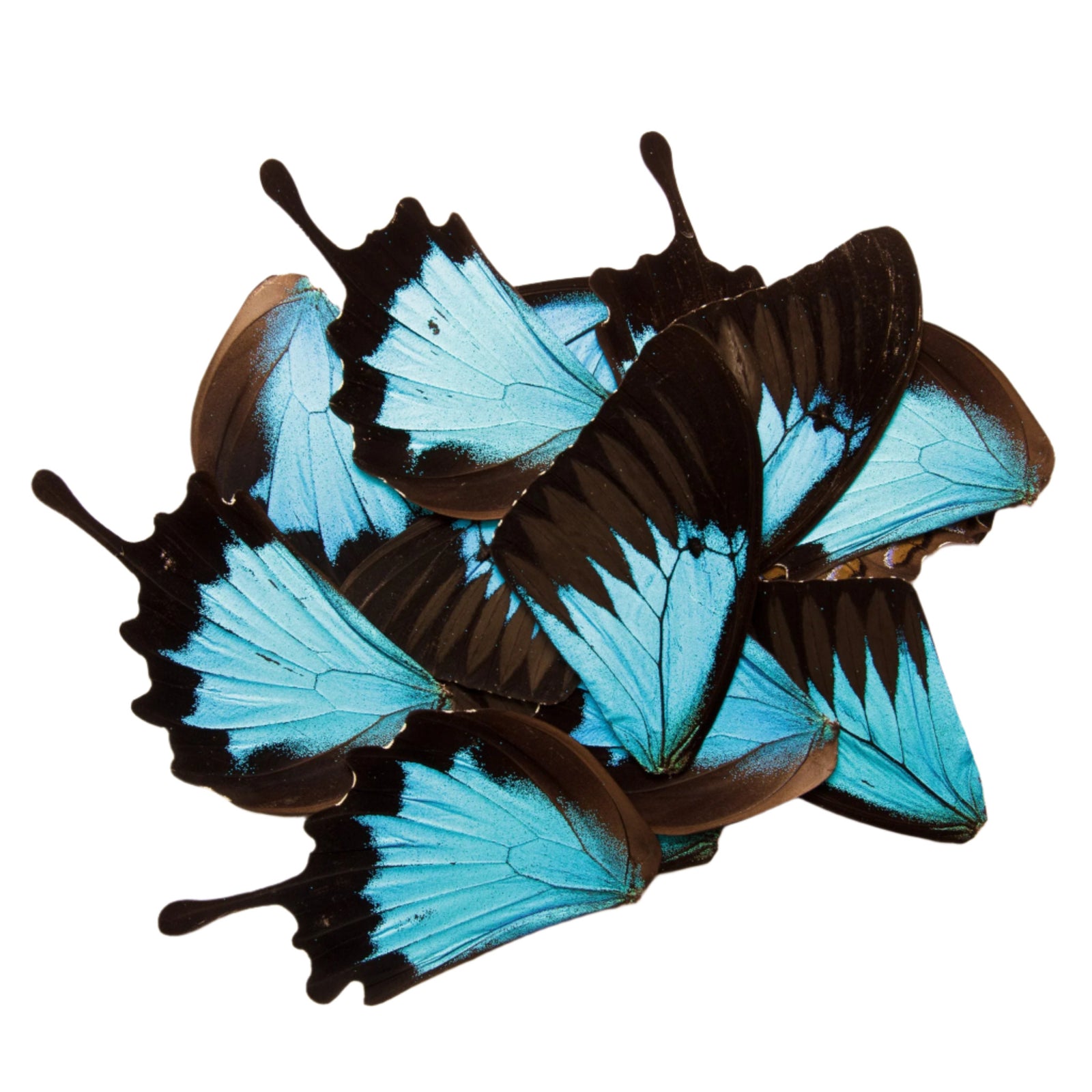 100 x Butterfly Wings BLUE Swallowtail (Papilio ulysses) Real Wings for Artistic Creation (Wholesale)
