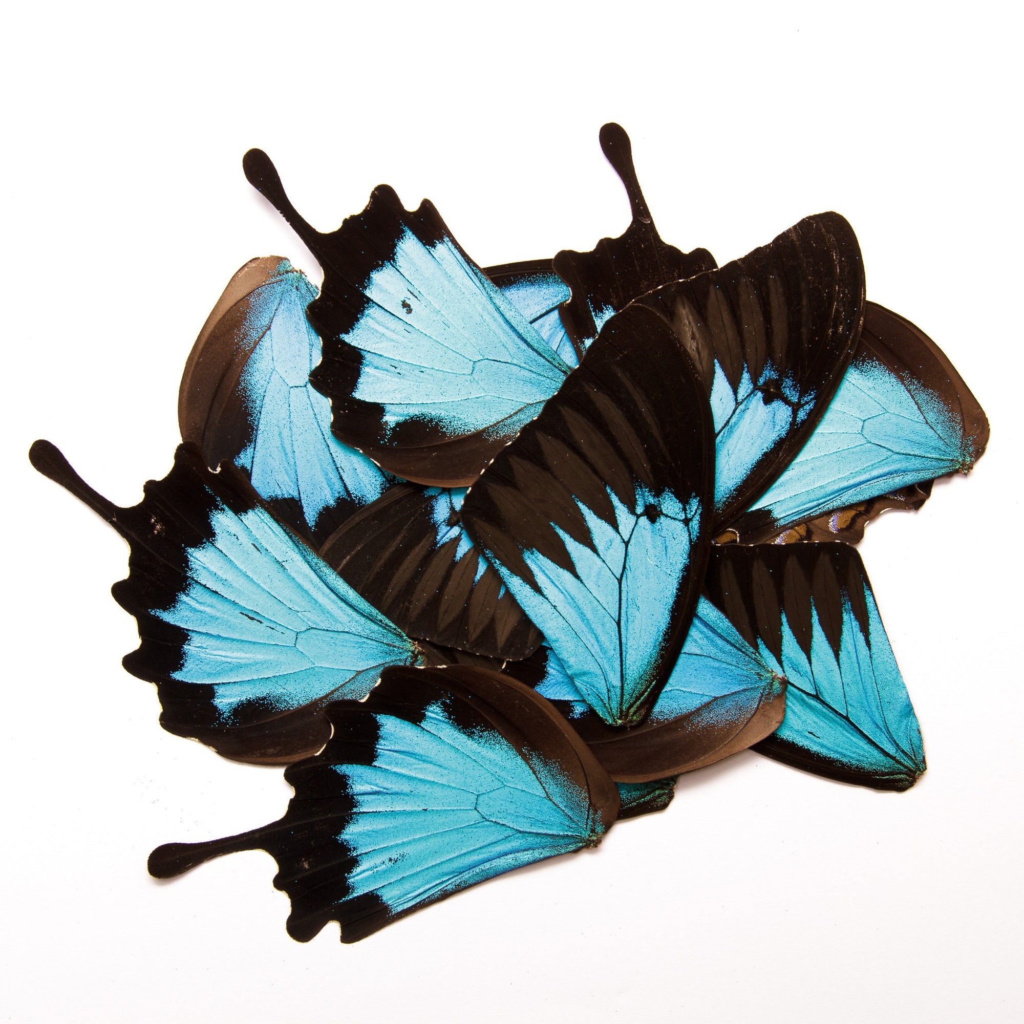 16 Butterfly Wings BLUE Swallowtail (Papilio ulysses) Real Dry-preserved Specimens for Artistic Creation