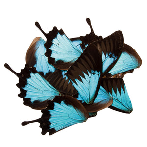 10 BLUE Swallowtail Butterfly Wings (Papilio ulysses) Real Wings for Artistic Creation