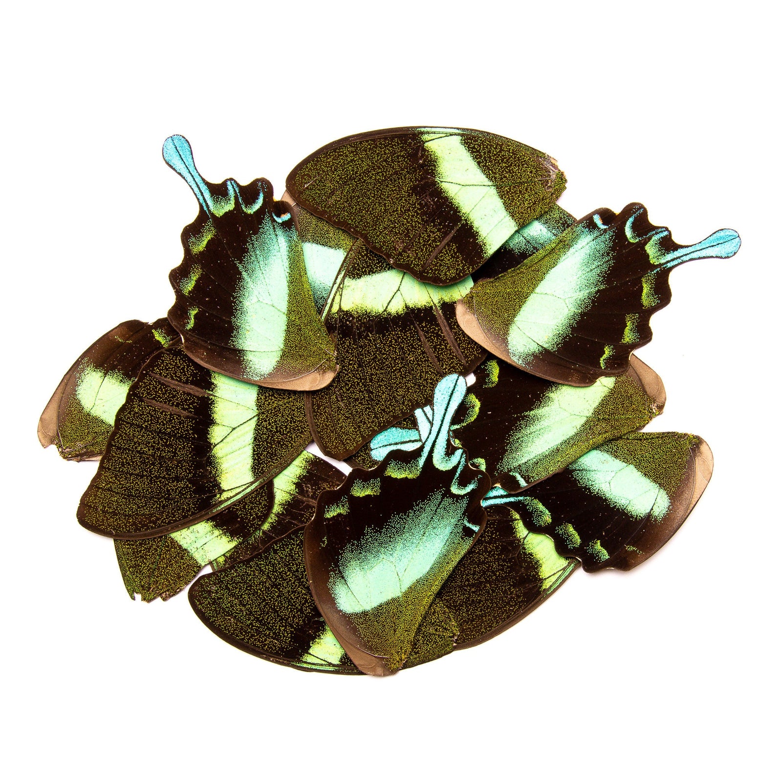 100 x Butterfly Wings GREEN Swallowtail (Papilio blumei) Specimens for Artistic Creation (Wholesale)