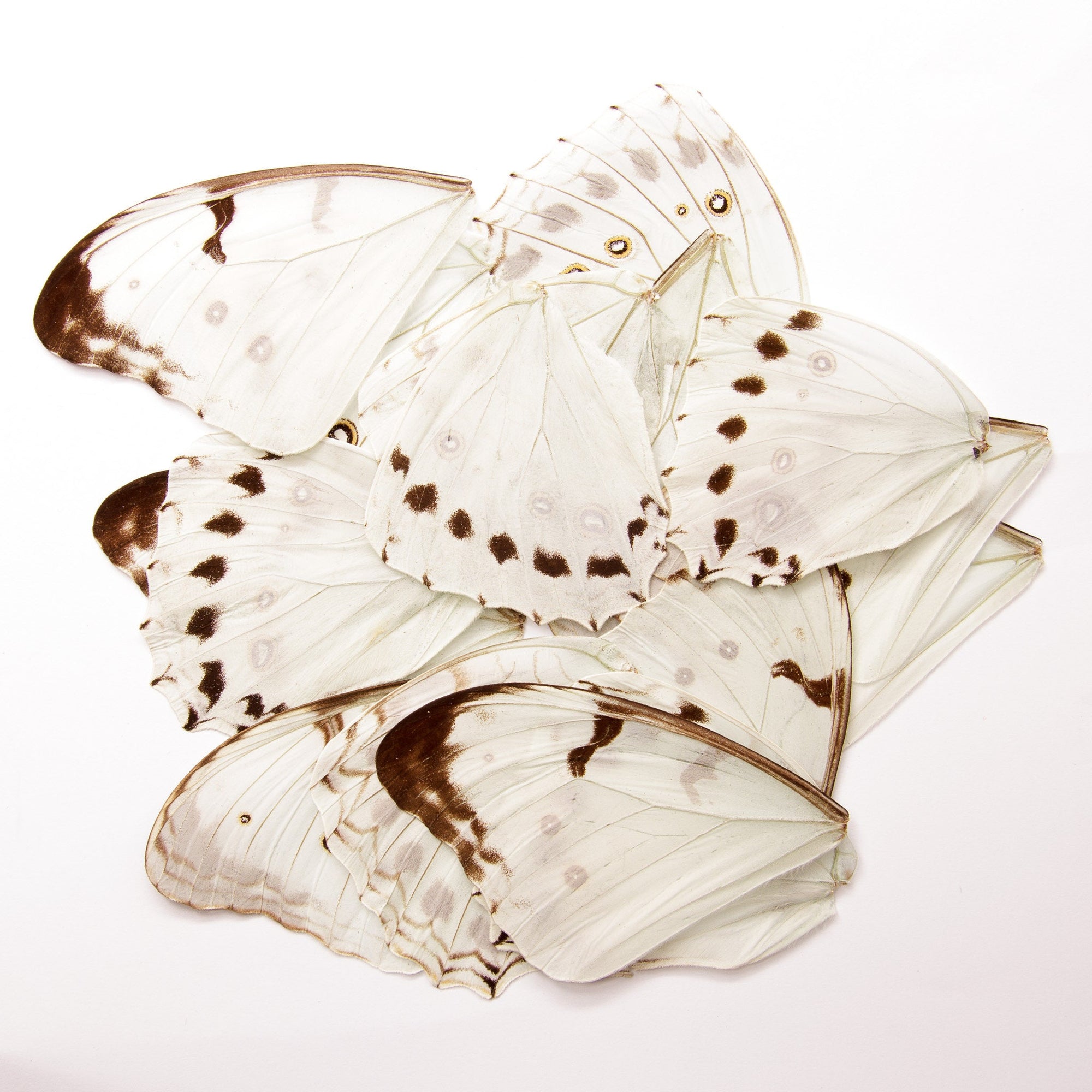16 Butterfly Wings WHITE Luna Morpho (Morpho luna) Real Dry-preserved Specimens for Artistic Creation