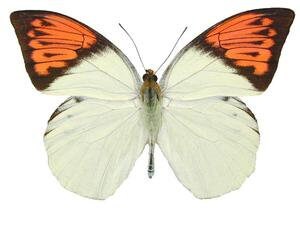 Two (2) Great Orange Tip Butterflies (Hebomoia glaucippe celebensis) A1 Real Dry-Preserved Unmounted Specimens