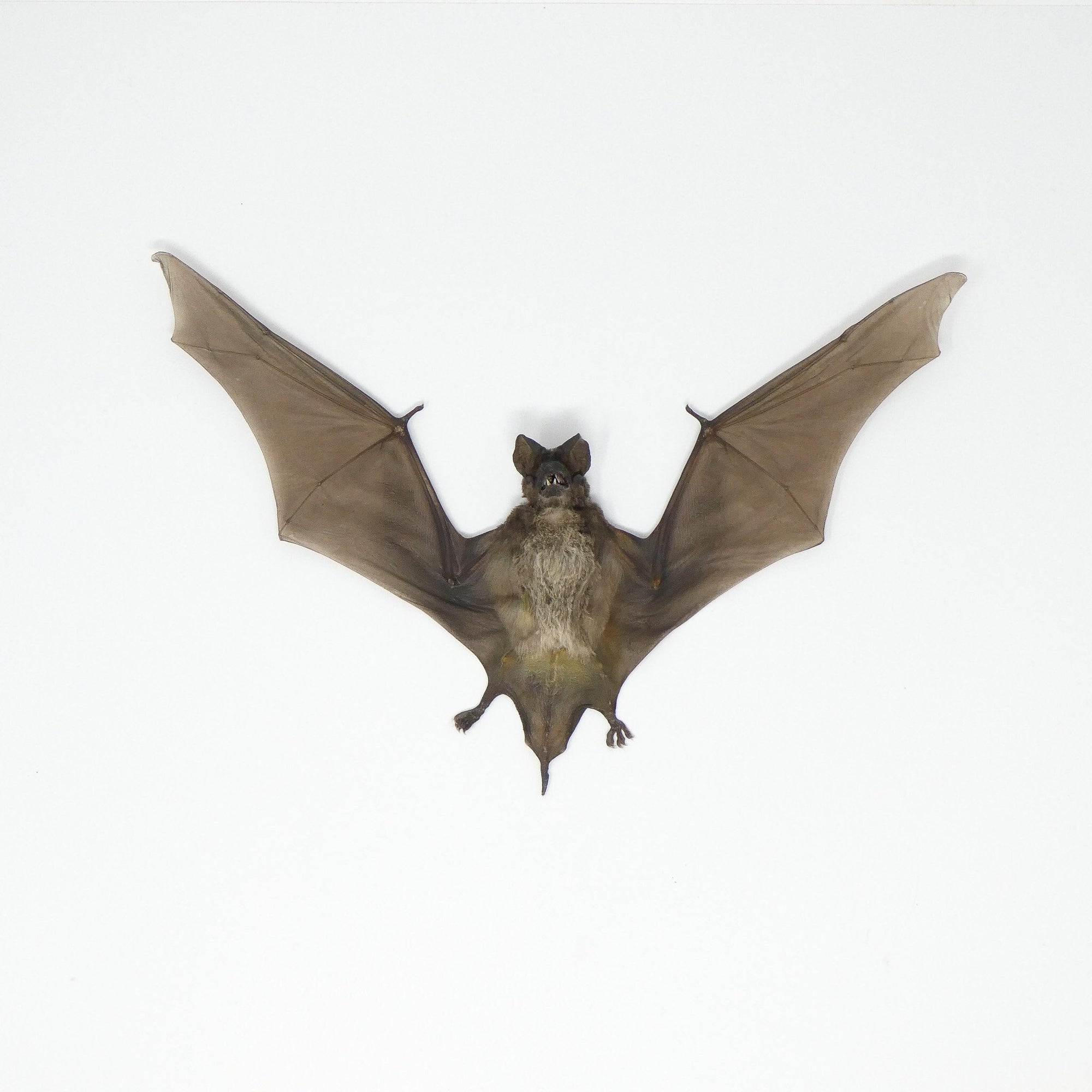 FOUR (4) Javan Mastiff Bat Spread Specimens (Otomops formosus) | A1 Dry-preserved Taxidermy Bat 7-8 Inch Wingspan (Non-CITES)