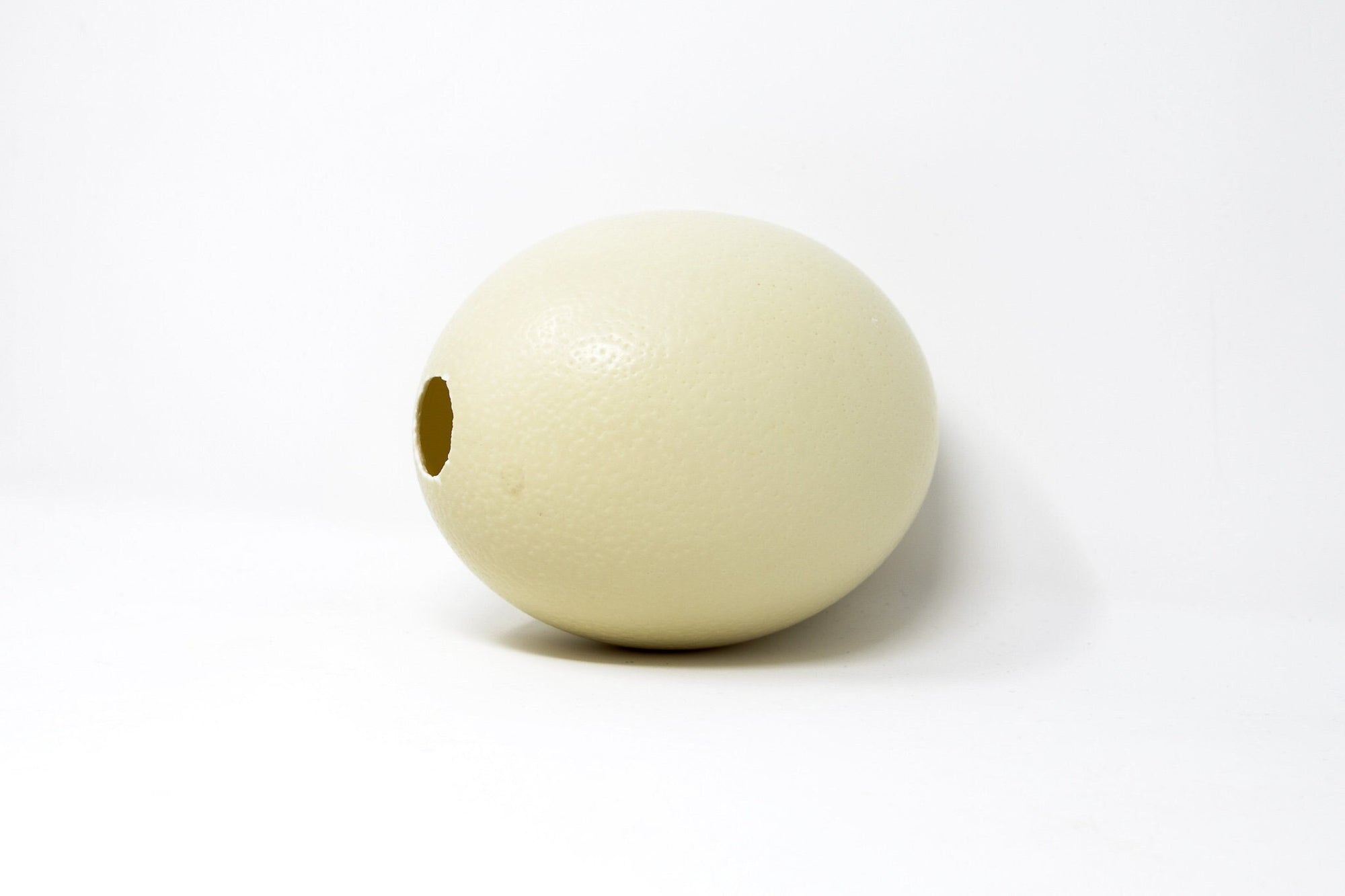 SIX (6) WHOLESALE Genuine South Africa Ostrich Egg XL, blown, Top-grade, Natural History Supplies