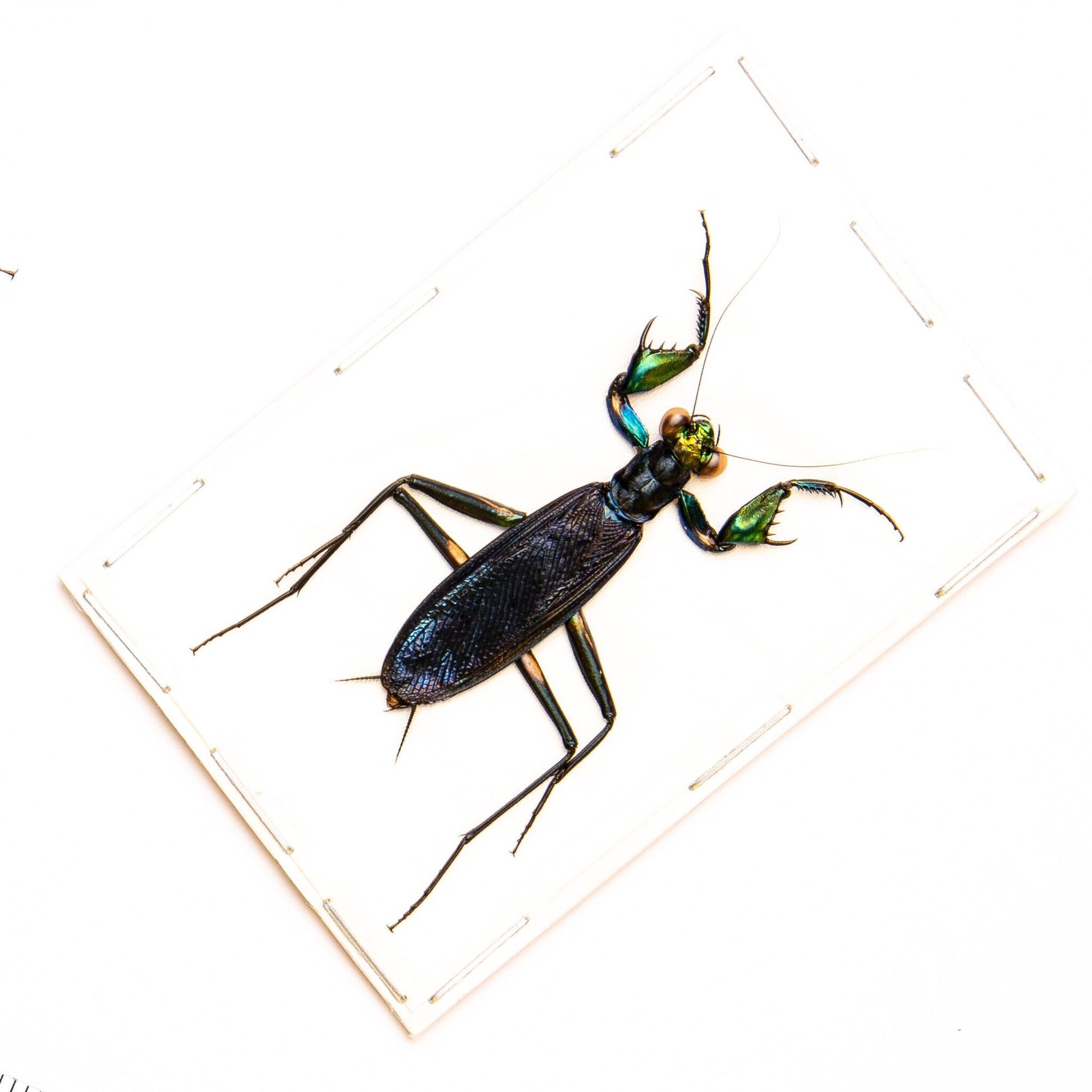 Metallic Praying Mantis (Metallyticus splendidus) A1 Male Specimen
