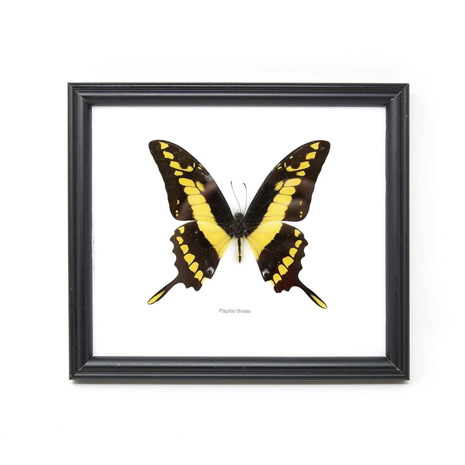 The King Swallowtail Butterfly (Papilio thoas) Real Framed Butterfly Mounted Under Glass 8 x 7 In