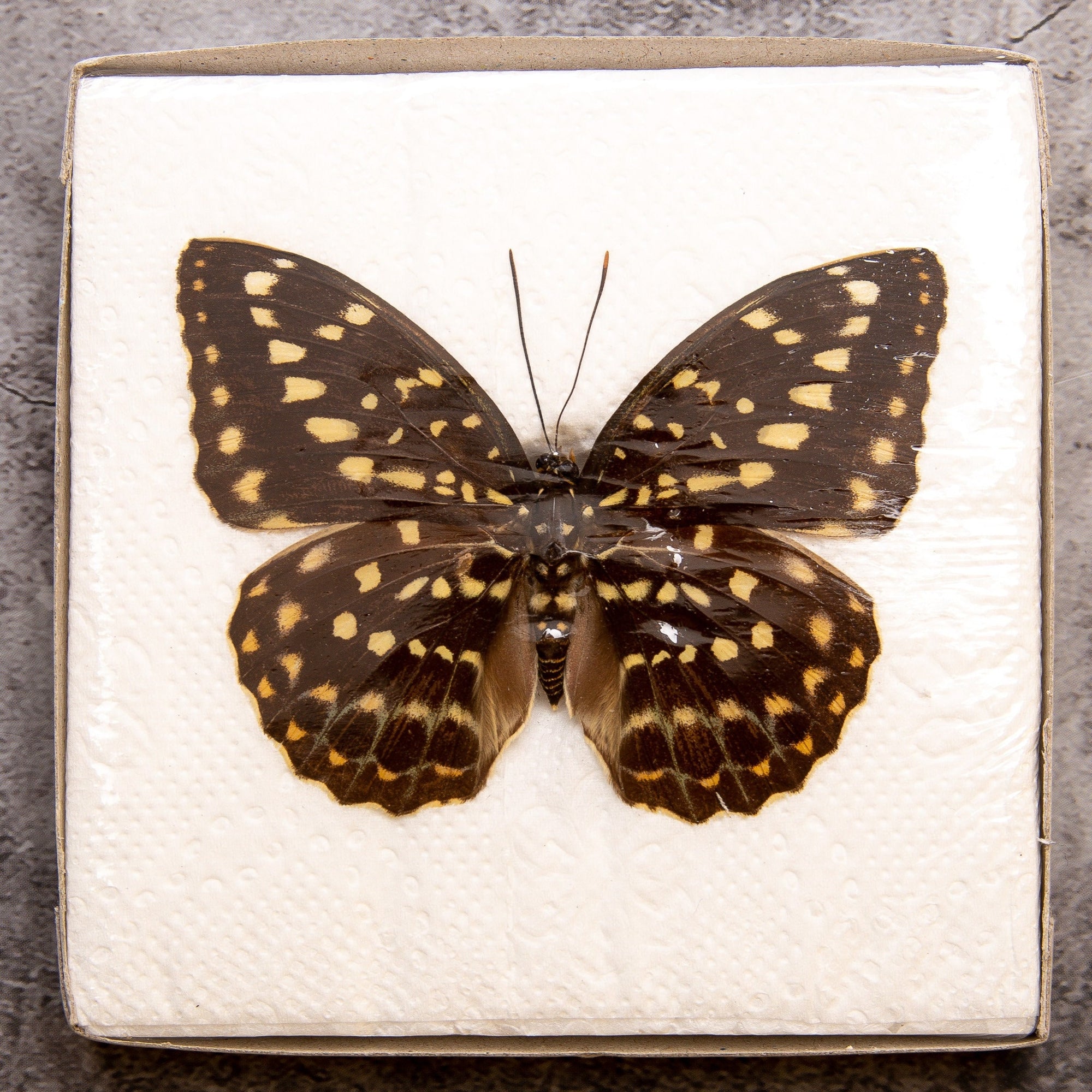 The Common Archduke, Real Dry-preserved Butterfly Spread-Specimen, Wings Open, Ethically Sourced Taxidermy