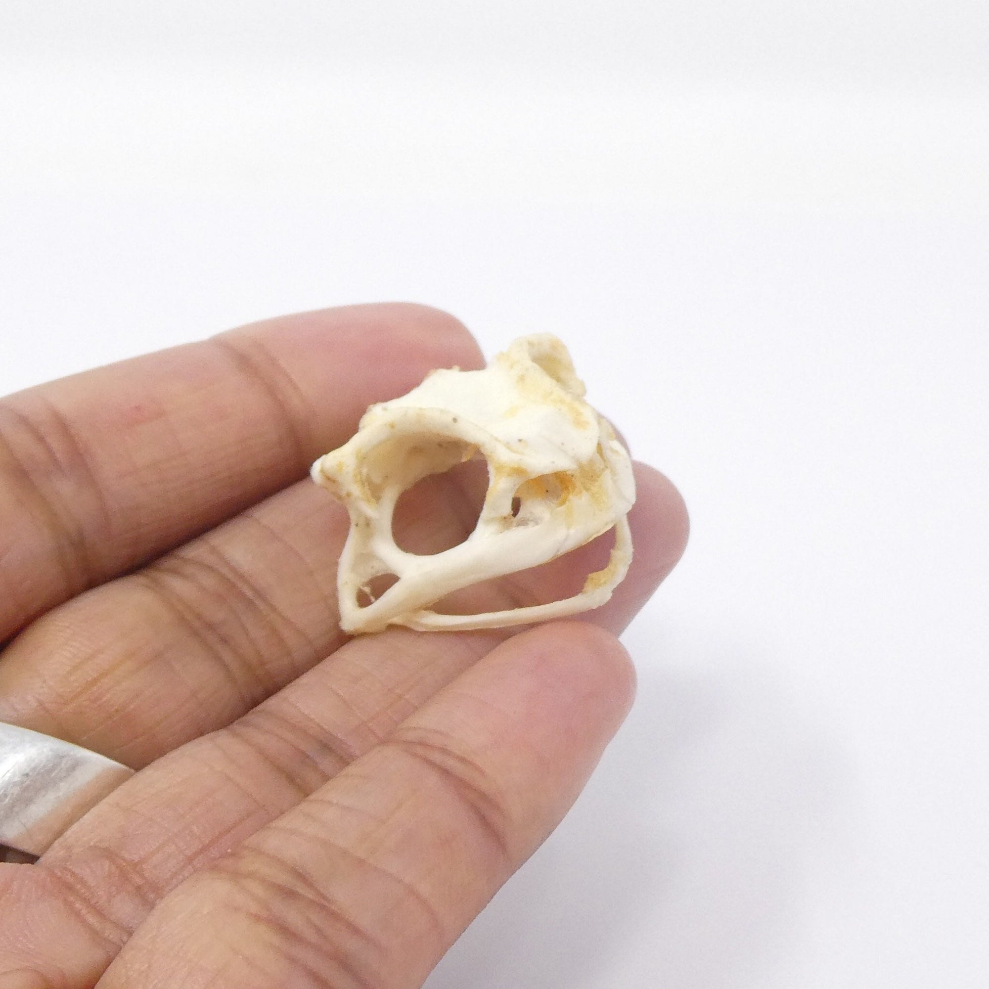 Asian Toad Skull (Duttaphrynus melanostictus) A1 Preserved Skull 25mm (Non-CITES)