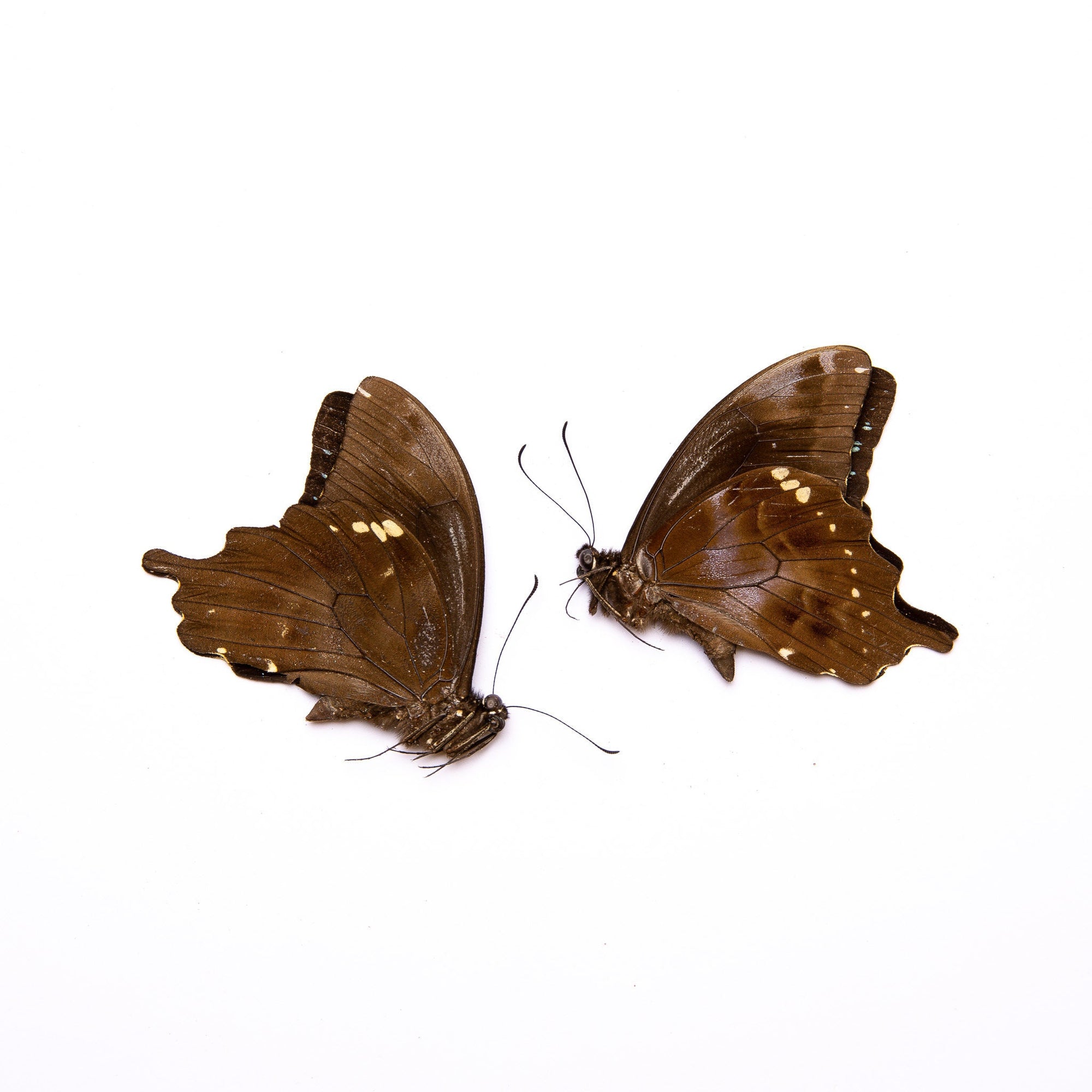 TWO (2) Tear-drop Swallowtails (Papilio epiphorpbas) A1 Unmounted Real Butterflies
