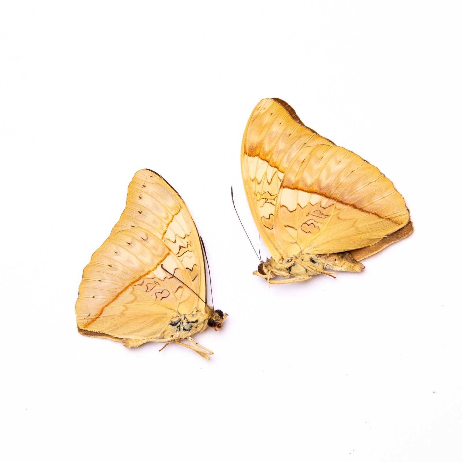 TWO (2) Golden Glider (Cymothoe capella) A1 Unmounted Real Butterflies