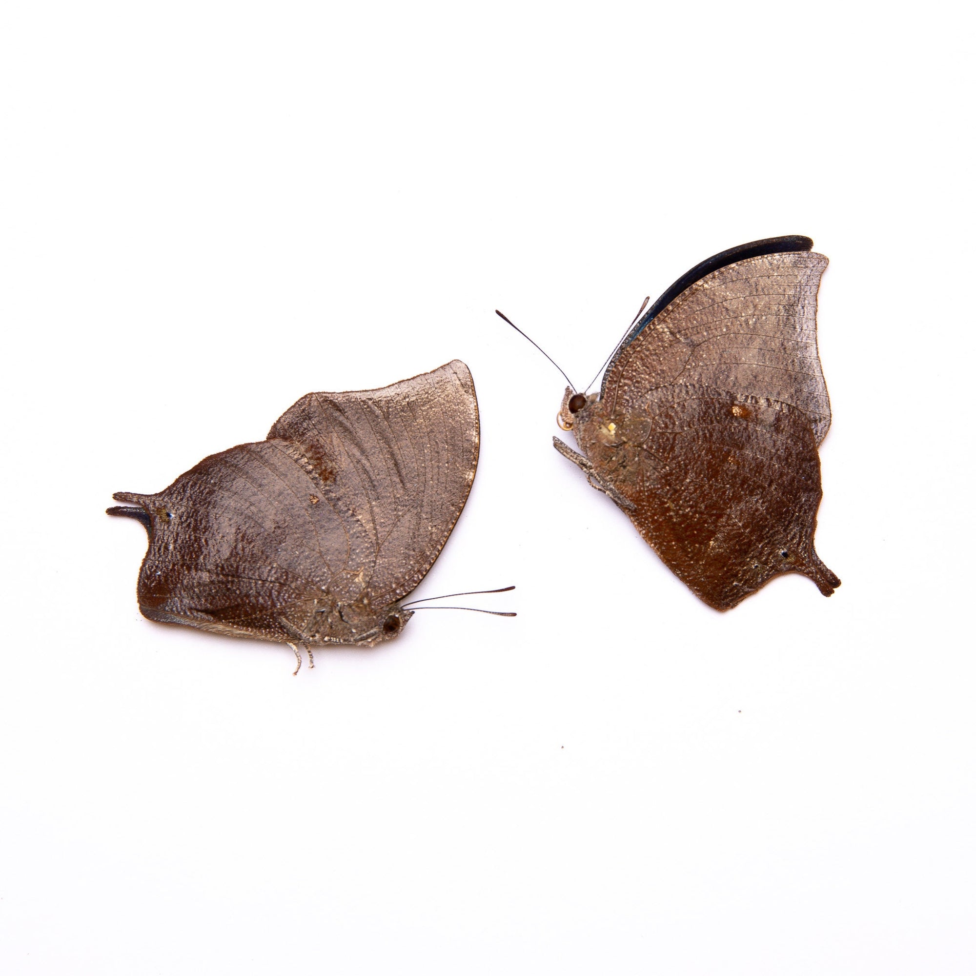 TWO (2) Blue Leaf Minic (Anaea morvus) | Unmounted Butterfies for Art and Collecting