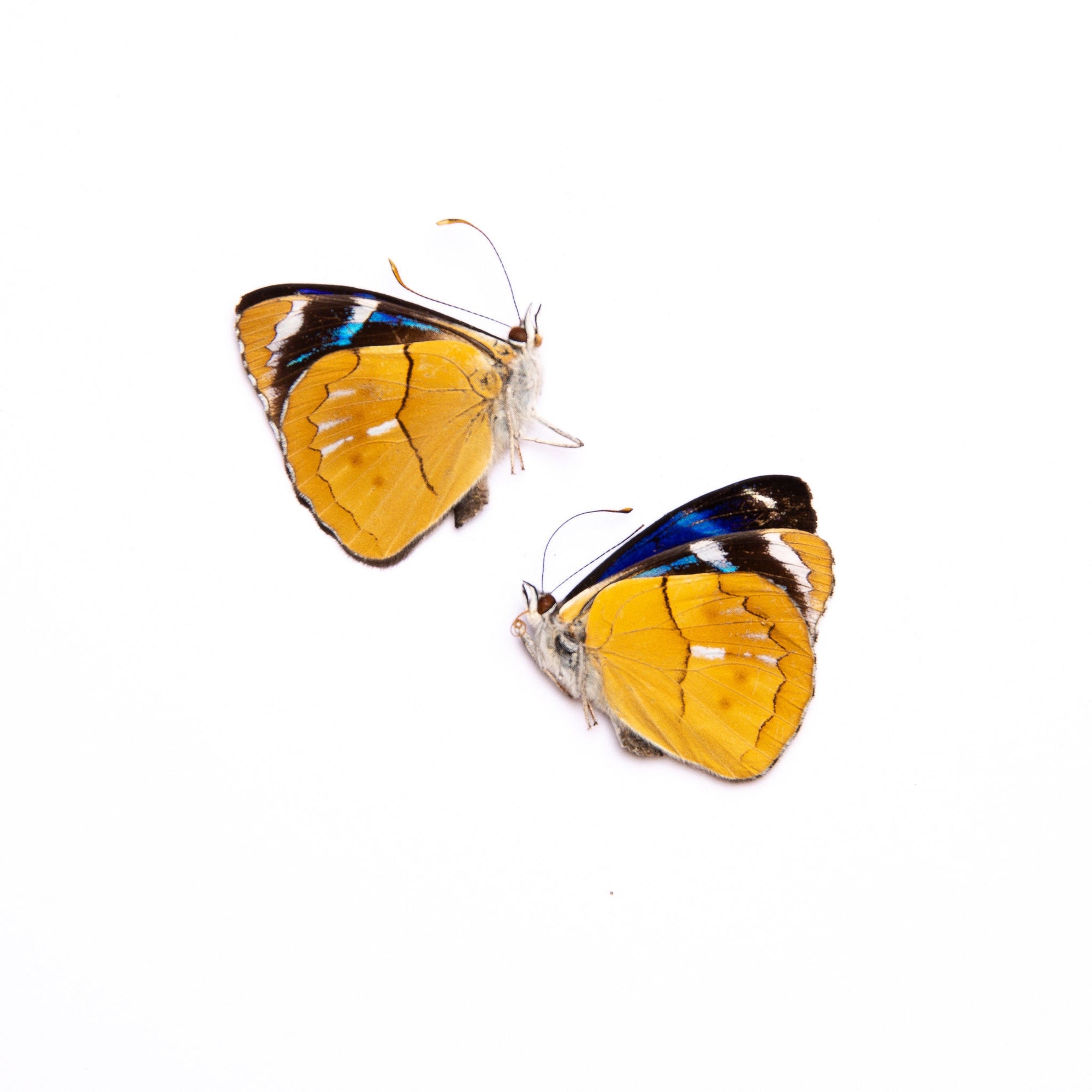 TWO (2) Perisama philinus saussurei | A1 Real Dry-Preserved Butterflies | Unmounted Entomology Taxidermy Specimens