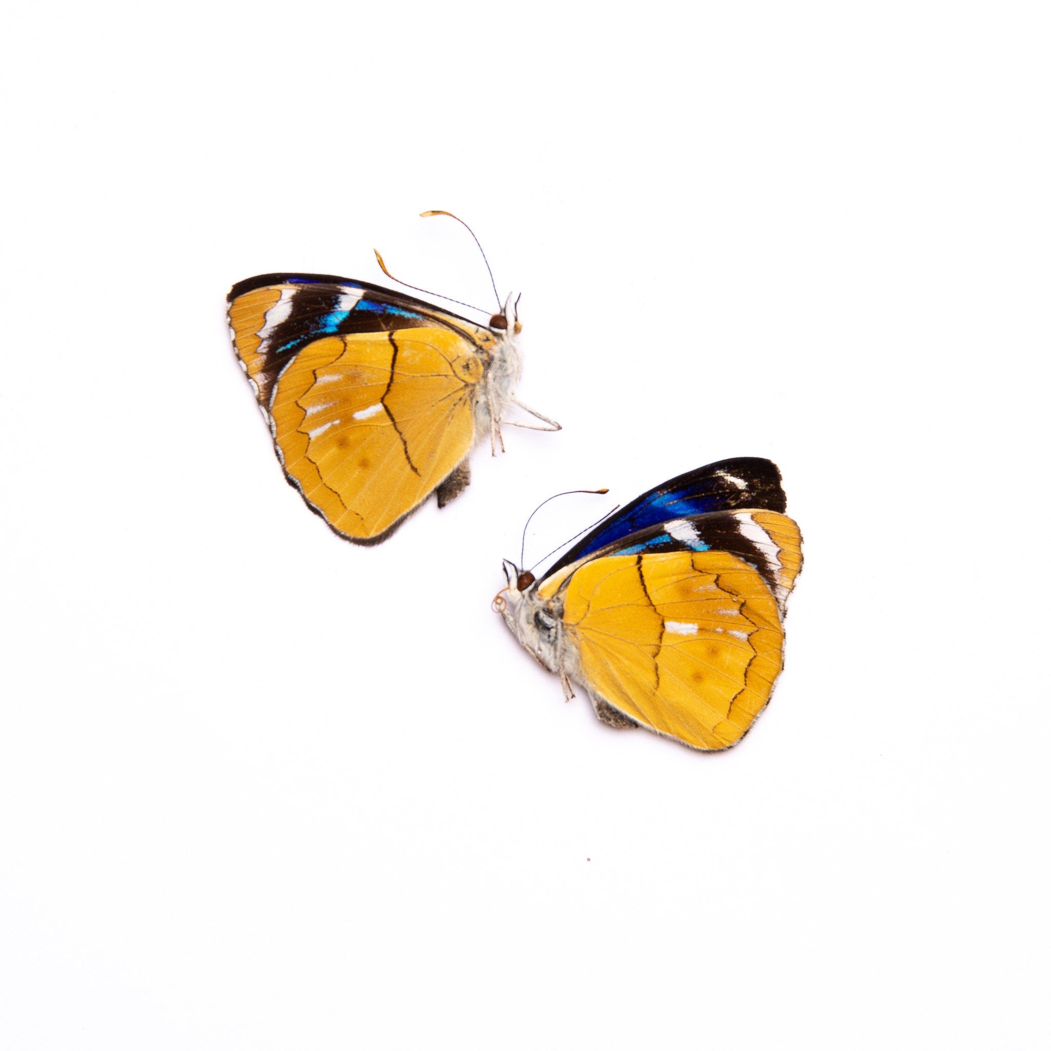 TWO (2) Perisama philinus saussurei | A1 Real Dry-Preserved Butterflie ...