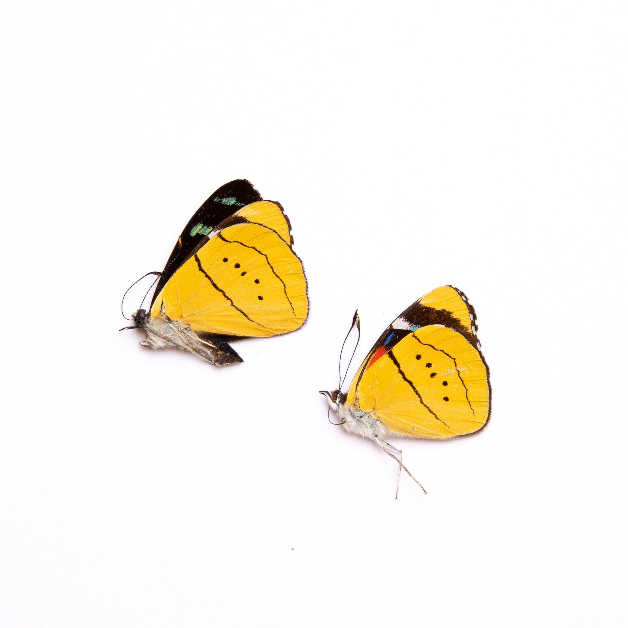 TWO (2) Perisama humboldtii | A1 Real Dry-Preserved Butterflies | Unmounted Entomology Taxidermy Specimens