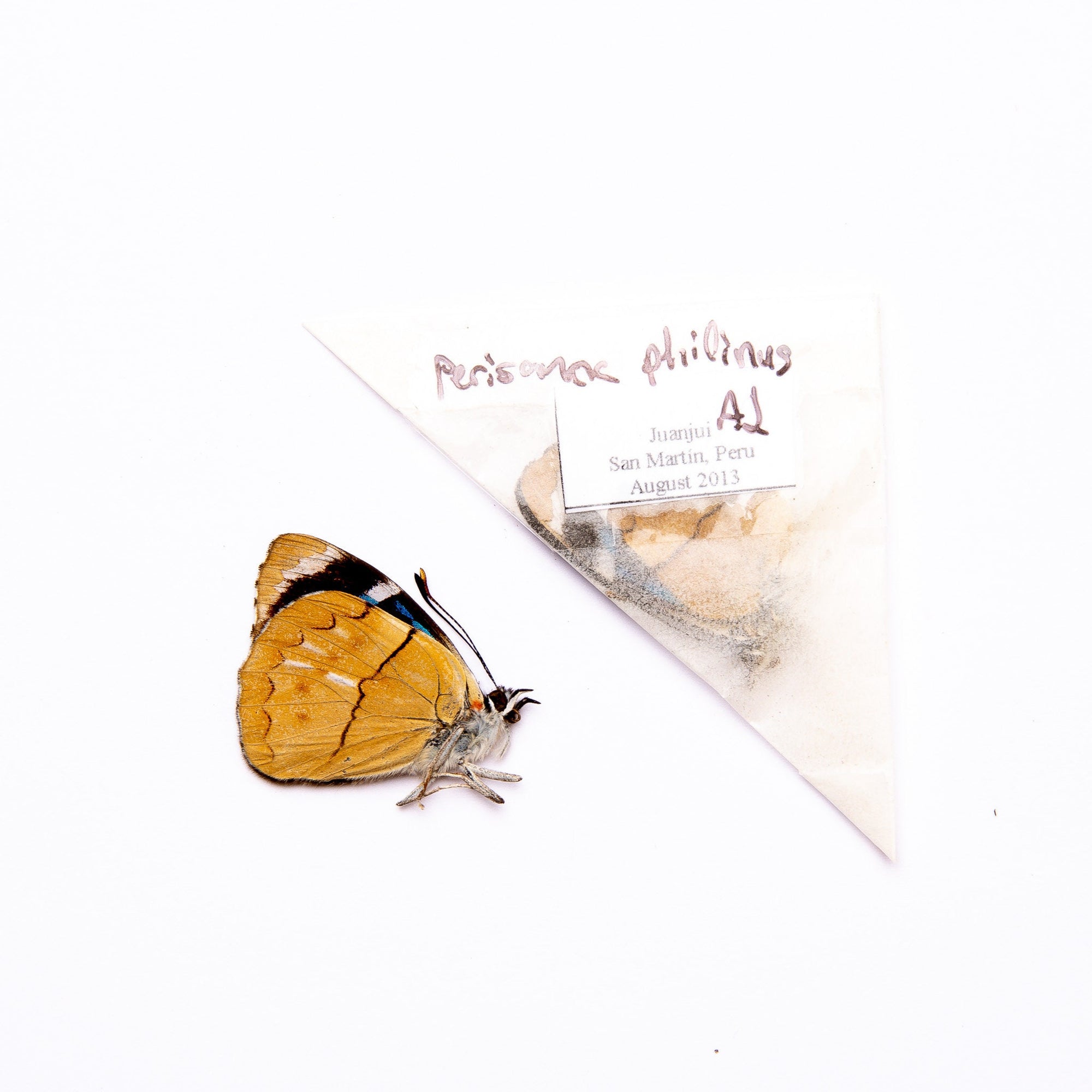 TWO (2) Perisama philinus | A1 Real Dry-Preserved Butterflies | Unmounted Entomology Taxidermy Specimens