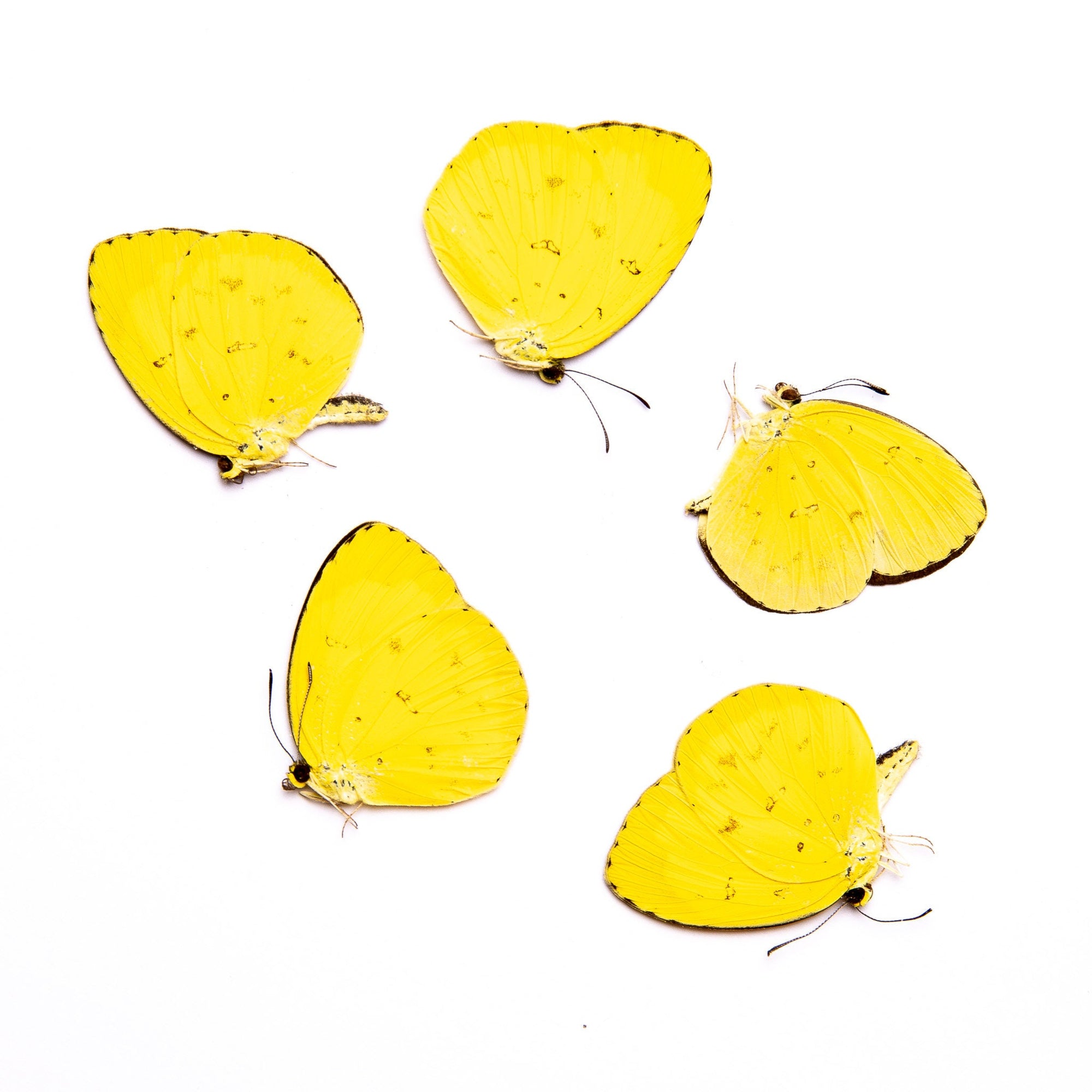 FIVE (5) Eurema hecabe | A1 Real Dry-Preserved Butterflies | Unmounted Entomology Taxidermy Specimens