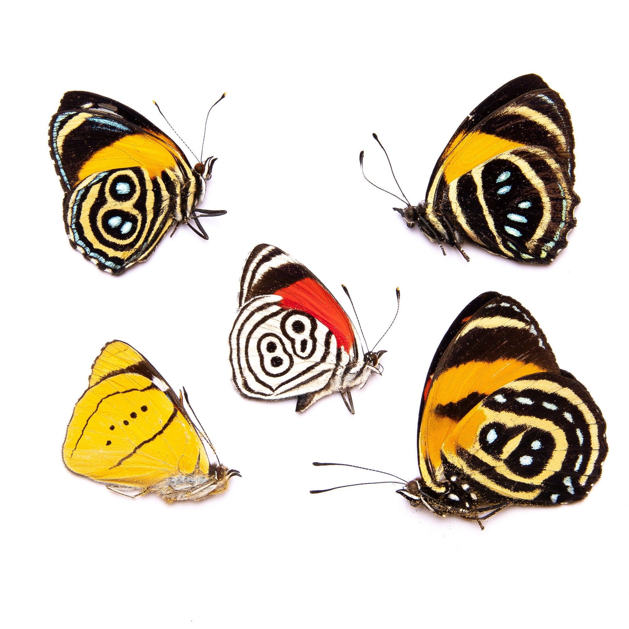 FIVE (5) Peruvian NumberWing Butterflies A1/A1- Mixed Assorted Callicore, Diaethria, Perisama, Free Shipping