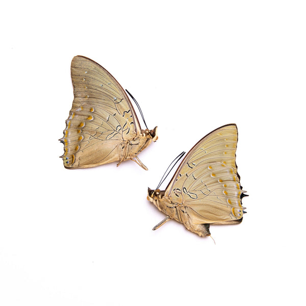 TWO (2) Imperial Blue, Charaxes imperialis | A1 Real Dry-Preserved But ...