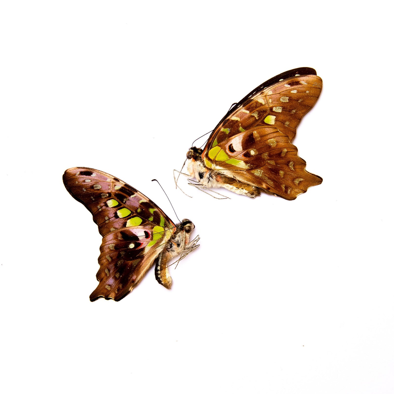 TWO (2) Tailed Jay (Graphium agamemnon) | A1 Real Dry-Preserved Butterflies | Unmounted Entomology Taxidermy Specimens