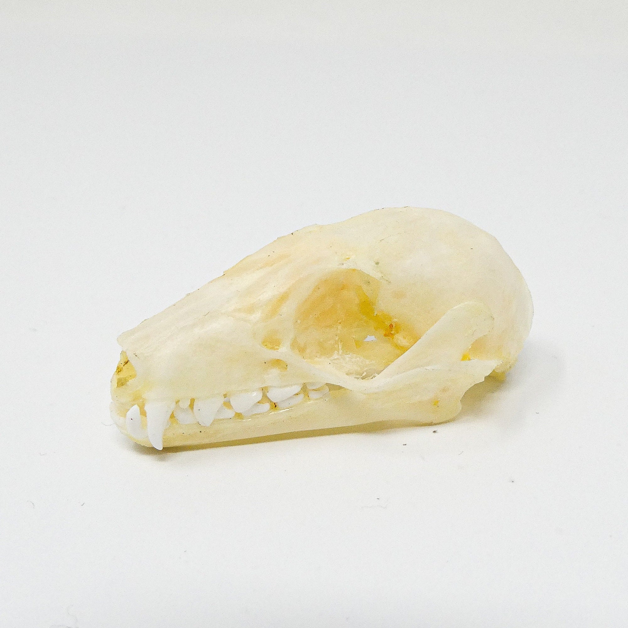 Cave Nectar Bat Skull (Eonycteris spelaea) A1 Preserved Skull 40mm (Non-CITES)