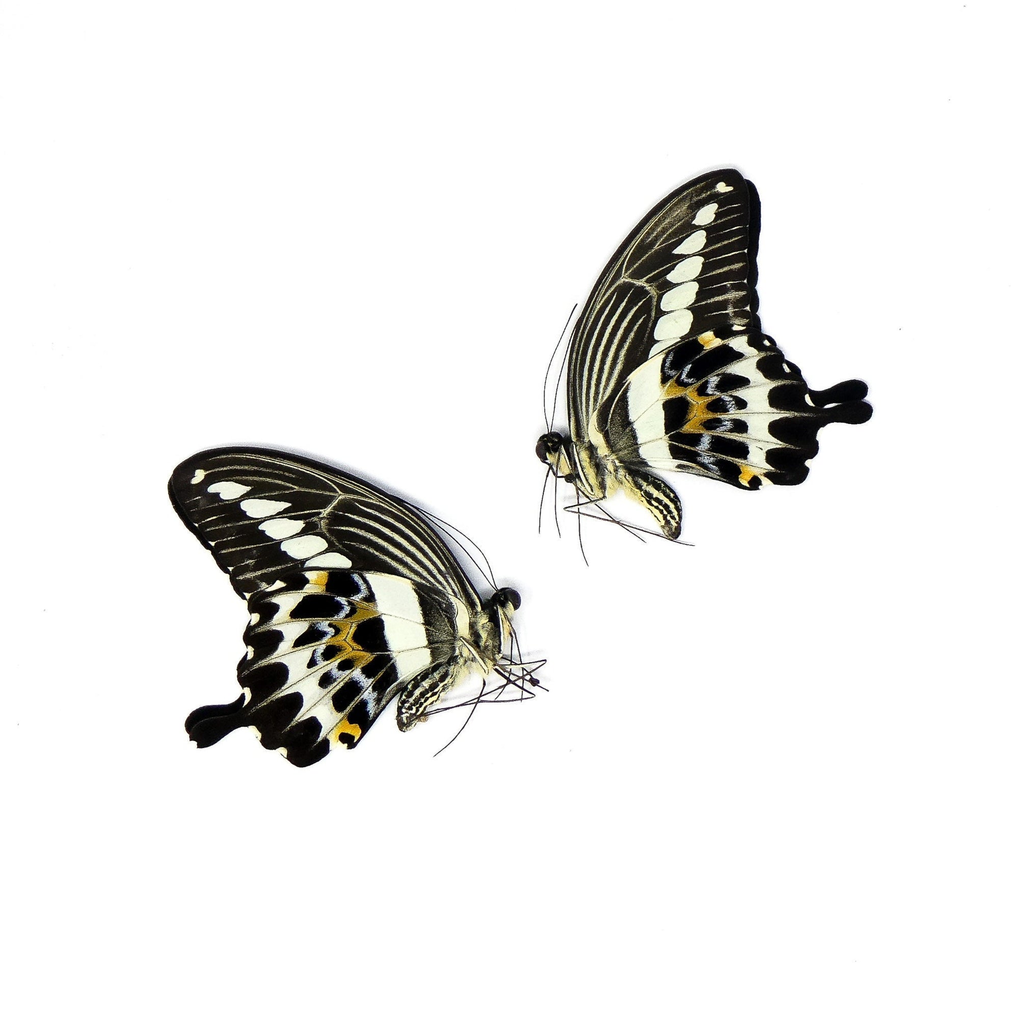 TWO (2) Papilio gigon | A1 Real Dry-Preserved Butterflies | Unmounted Entomology Taxidermy Specimens