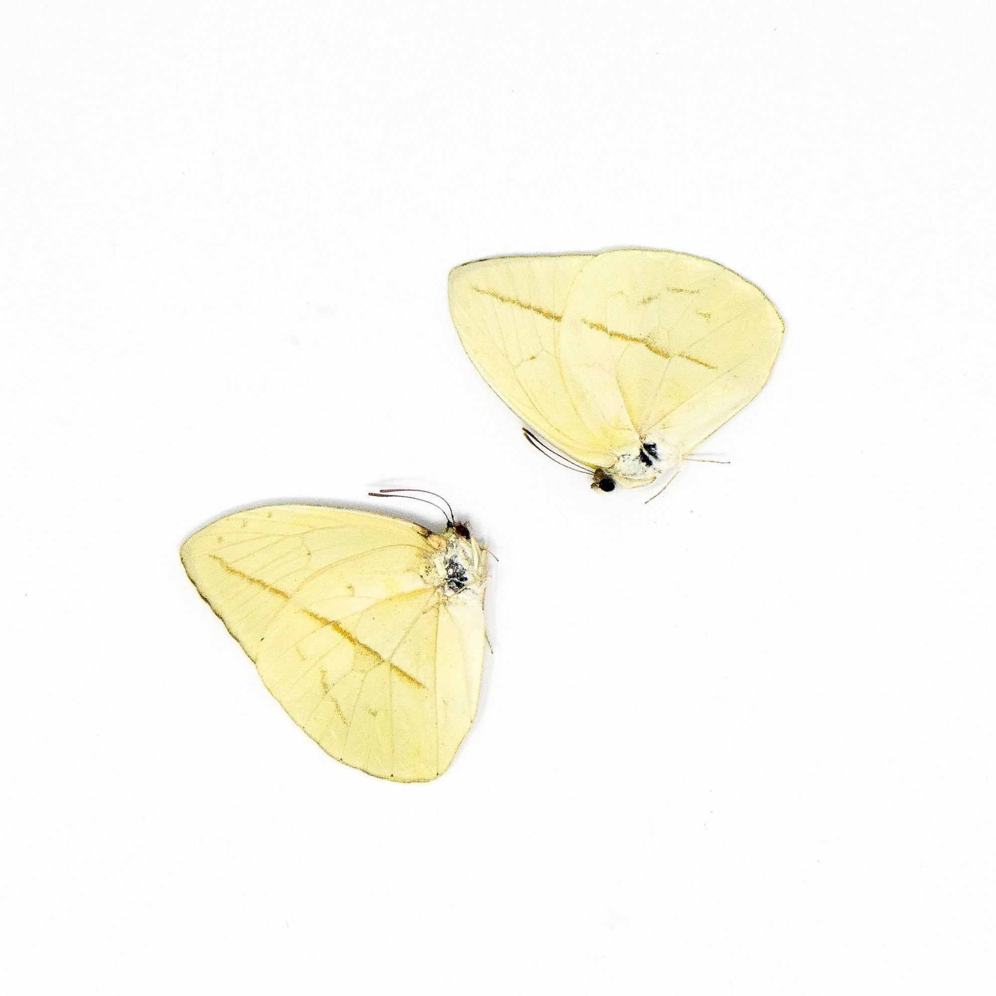 TWO (2) Phoebis trite | A1 Real Dry-Preserved Butterflies | Unmounted Entomology Taxidermy Specimens