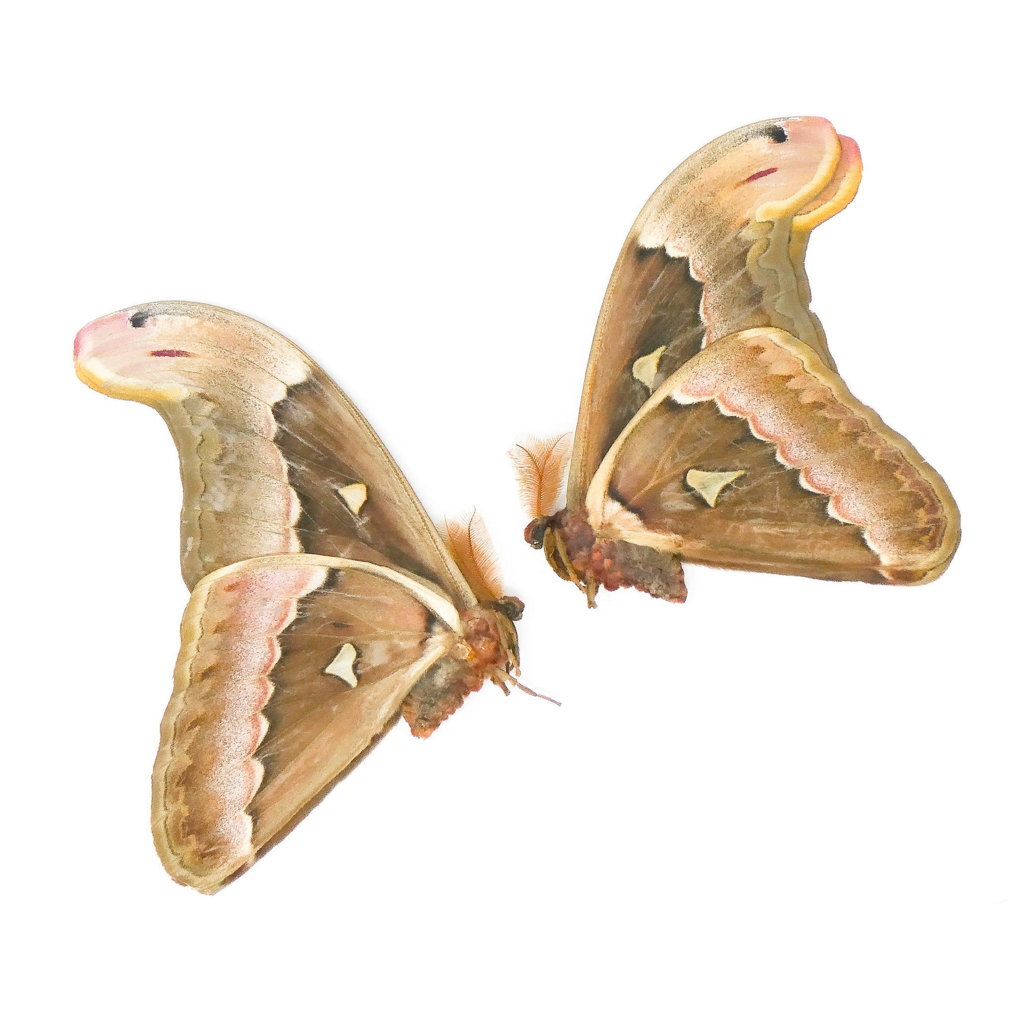 TWO (2) Attacus soebaensis | A1- Real Dry-Preserved Butterflies | Unmounted Entomology Taxidermy Specimens