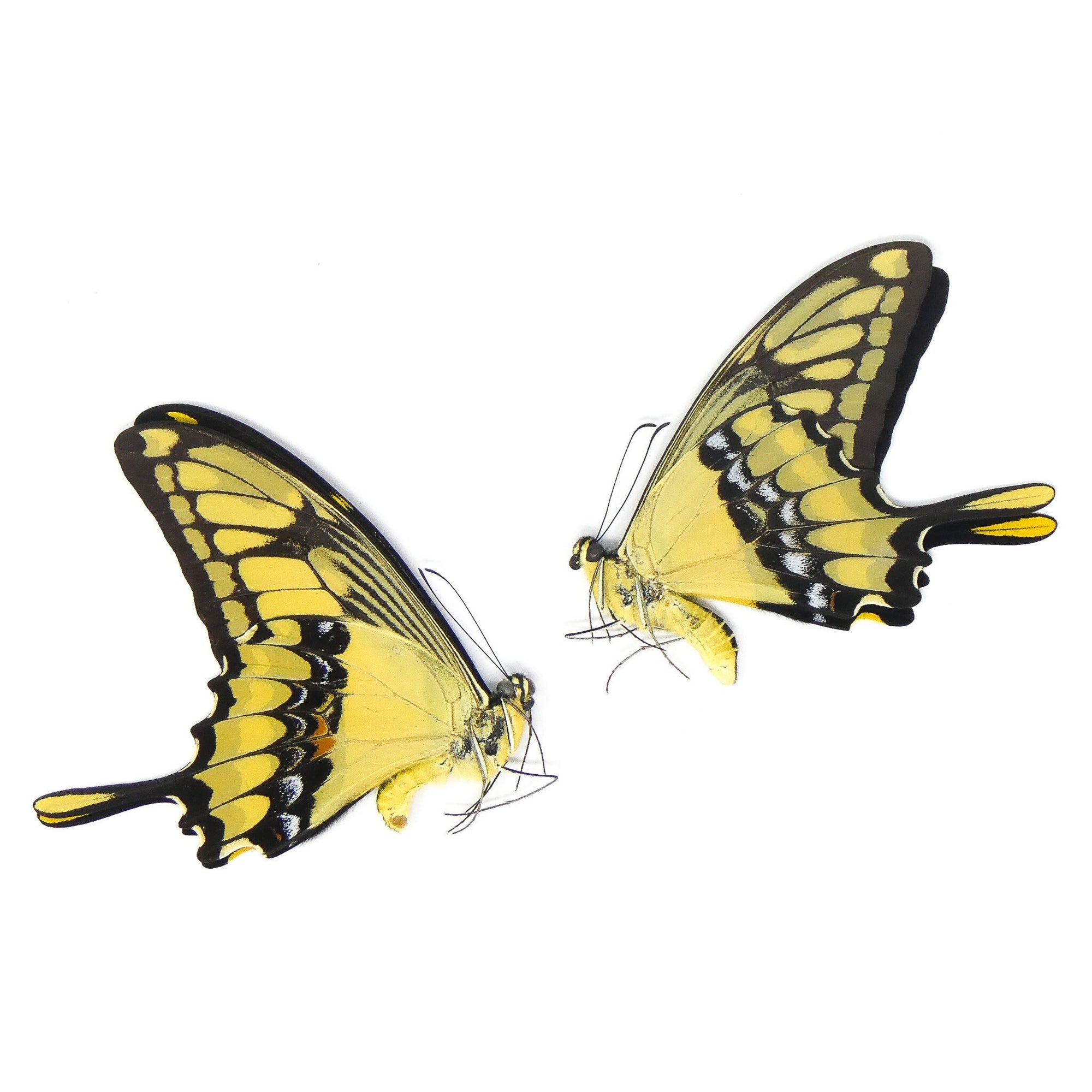TWO (2) Papilio thoas cihnyras | A1 Real Dry-Preserved Butterflies | Unmounted Entomology Taxidermy Specimens