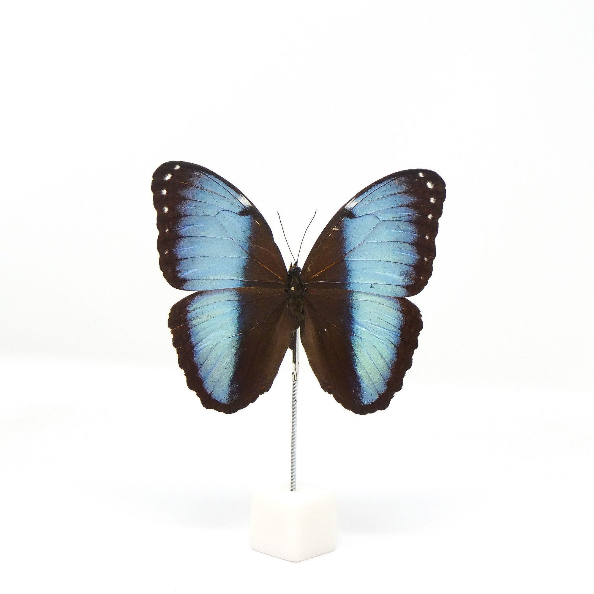 SPREAD WINGS-OPEN Morpho deidamia, Dry-Preserved Mounted Specimen A1/A1-