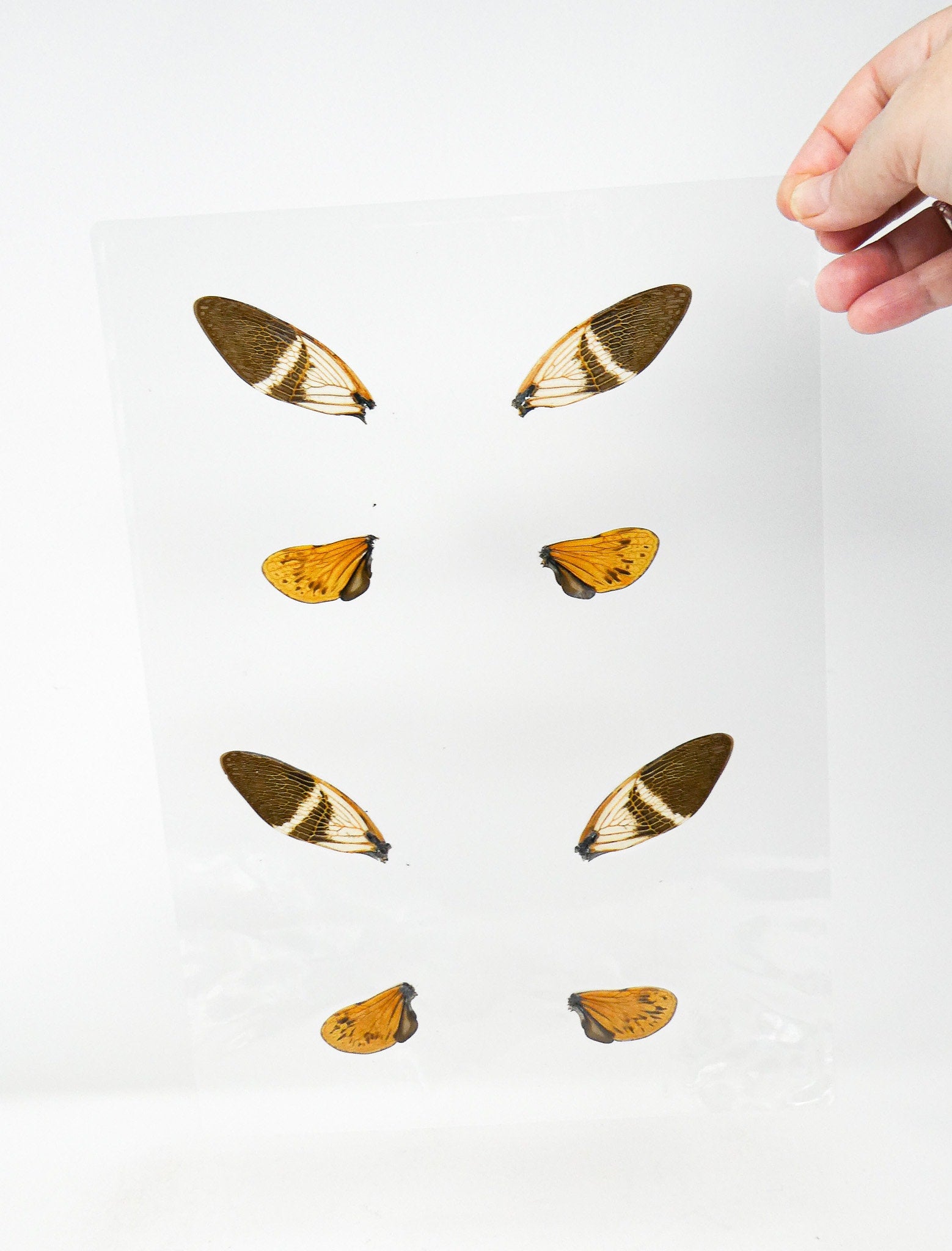 Laminated Coconut Cicadas Wings for Art and Craft Projects, Ethically Sourced Real Specimens