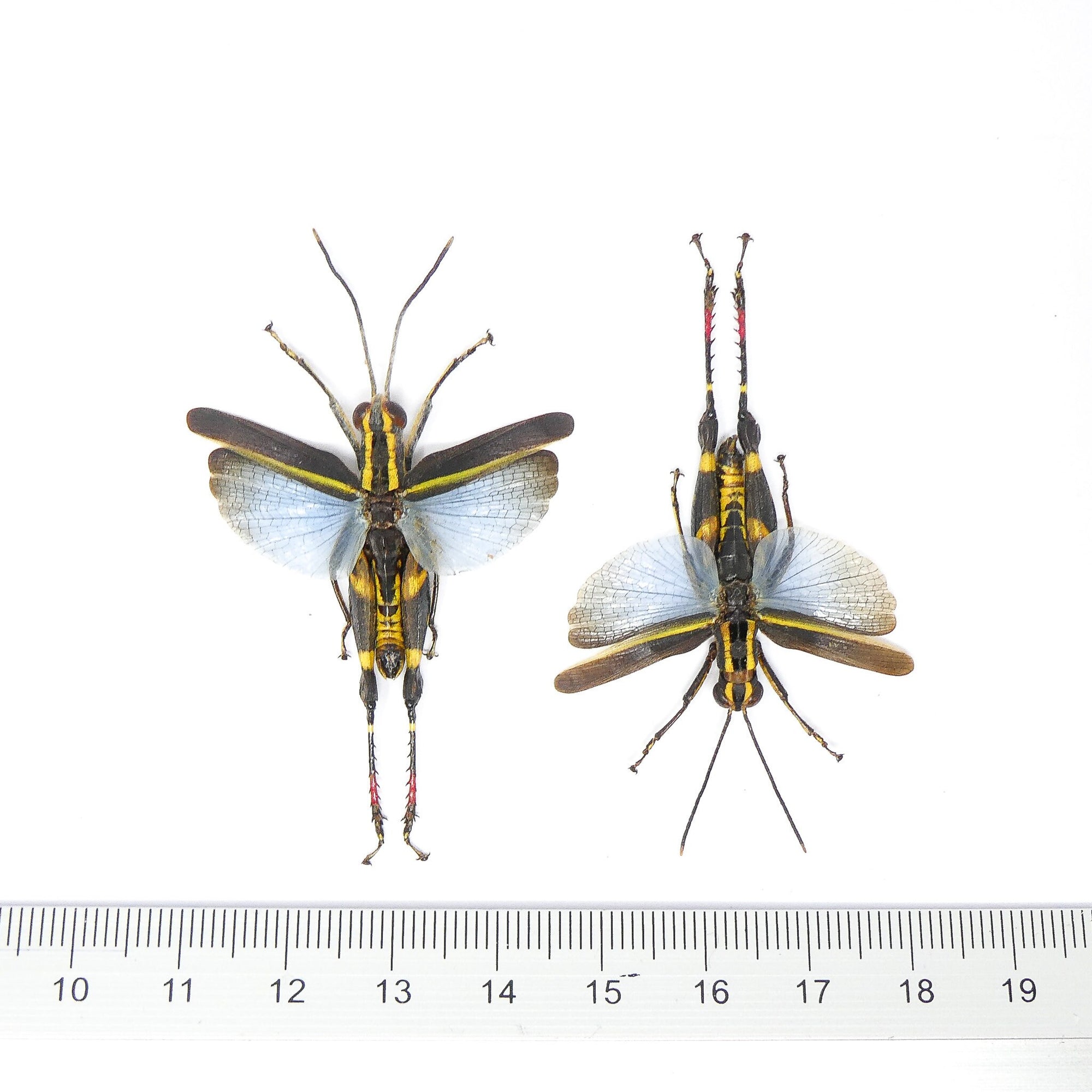 Two (2) Traulia azureipennis (Spread) A1 Ethically Sourced Entomology Specimens 120mm Wingspan