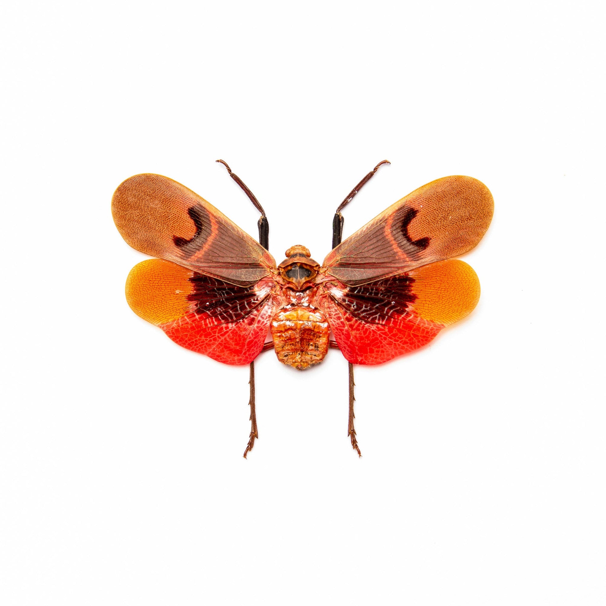Two (2) Scamandra collaris (Spread) A1 Ethically Sourced Entomology Specimens