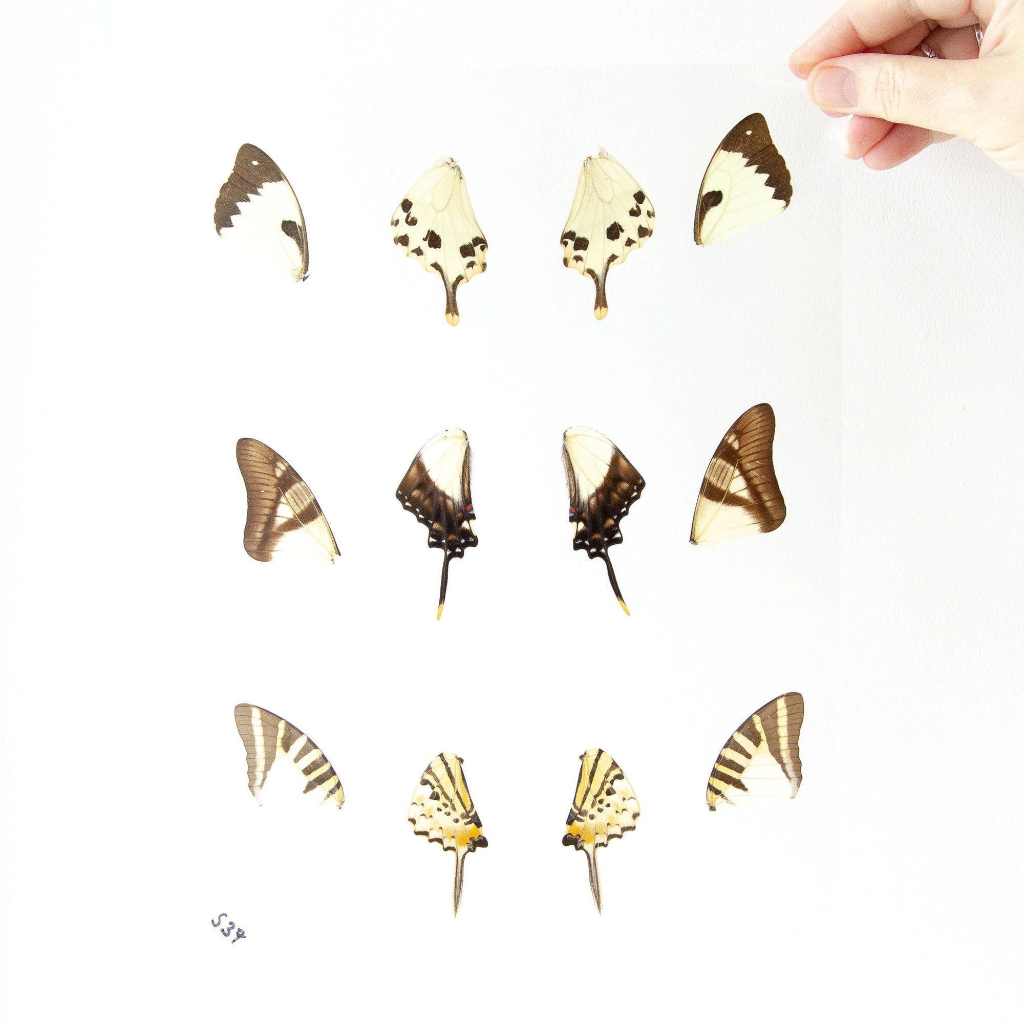 Butterfly Wings GLOSSY LAMINATED SHEET Real Ethically Sourced Specimens Moths Butterflies Wings for Art -- S37