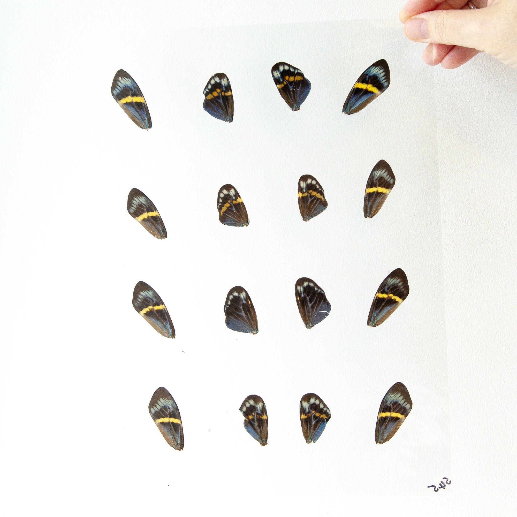 Butterfly Wings GLOSSY LAMINATED SHEET Real Ethically Sourced Specimens Moths Butterflies Wings for Art -- S45