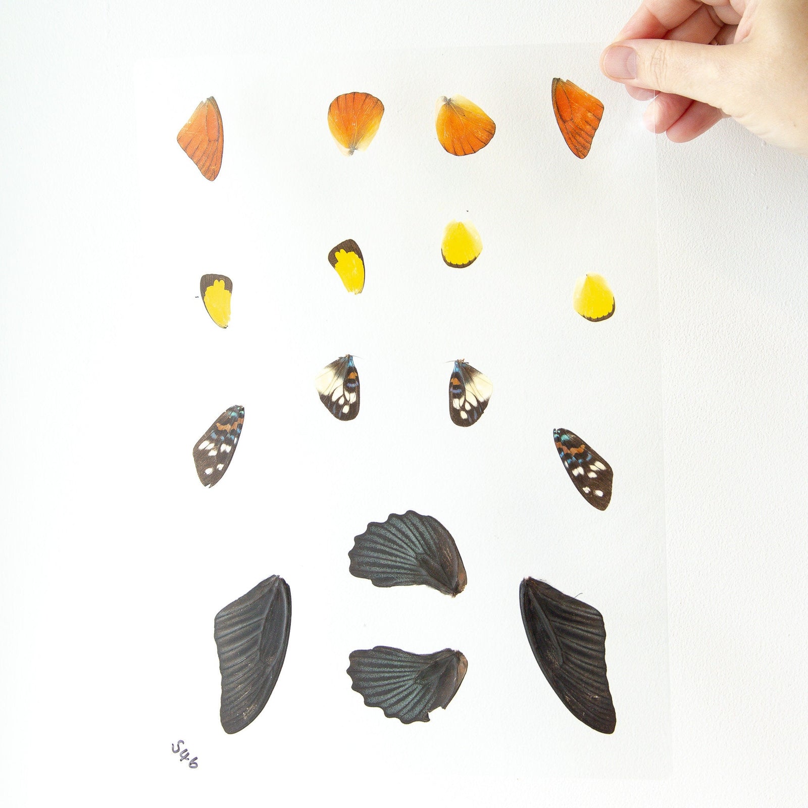Butterfly Wings GLOSSY LAMINATED SHEET Real Ethically Sourced Specimens Moths Butterflies Wings for Art -- S46