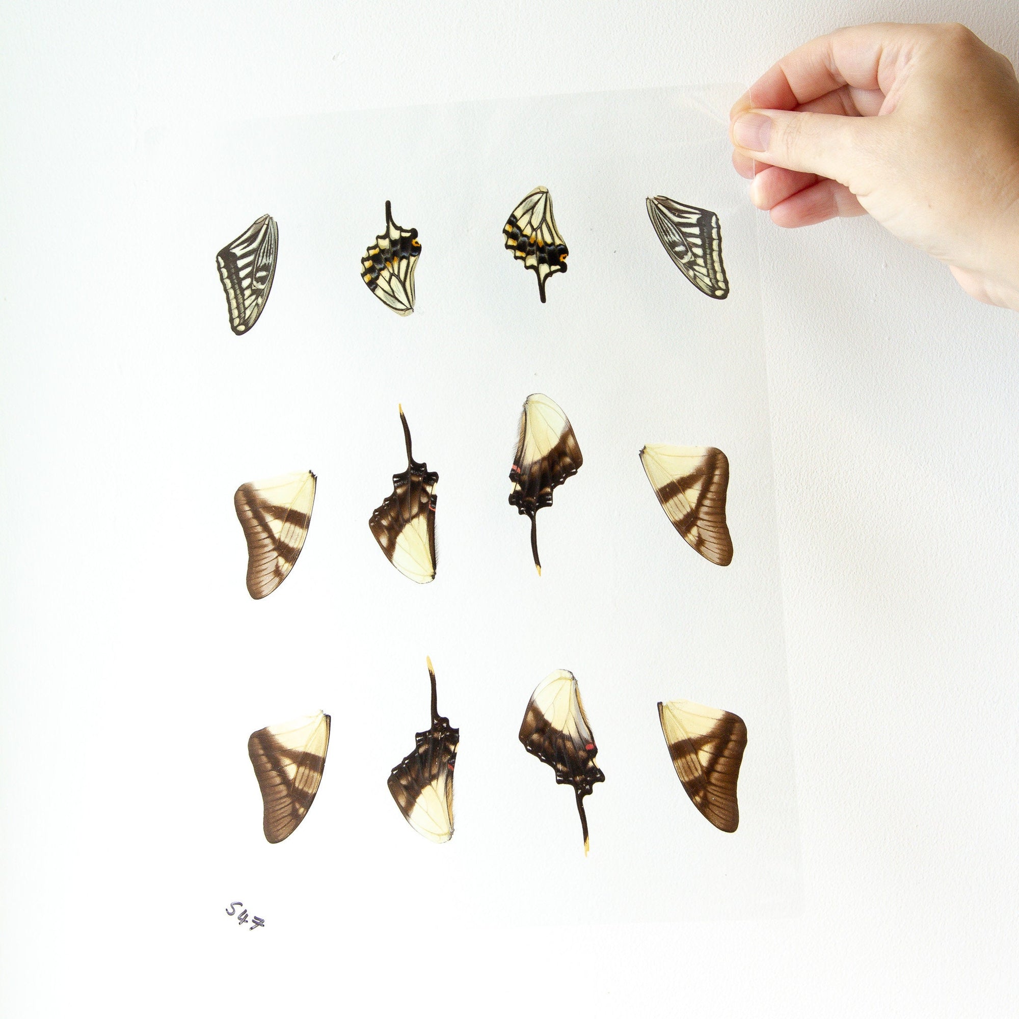 Butterfly Wings GLOSSY LAMINATED SHEET Real Ethically Sourced Specimens Moths Butterflies Wings for Art -- S47