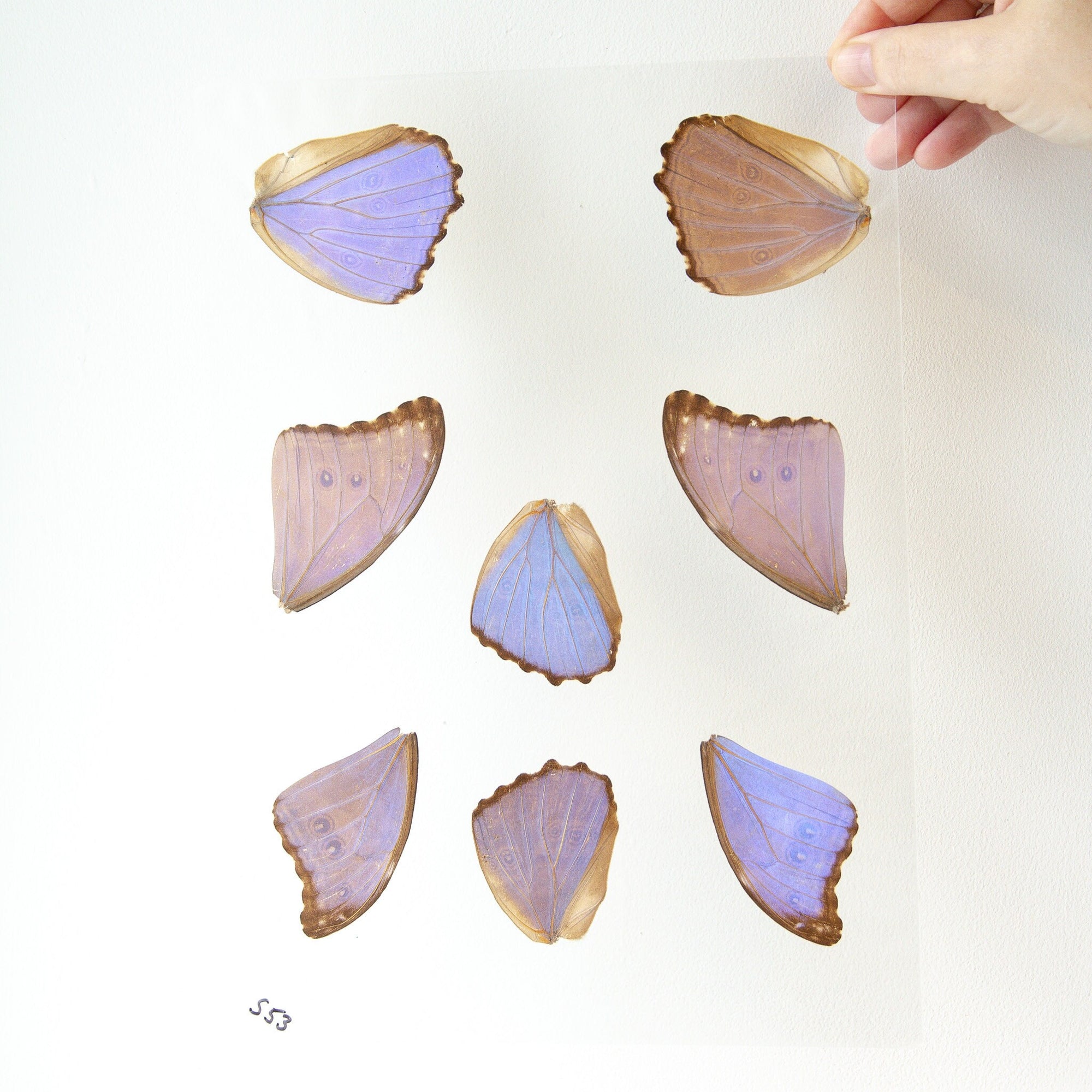 Butterfly Wings GLOSSY LAMINATED SHEET Real Ethically Sourced Specimens Moths Butterflies Wings for Art -- S53